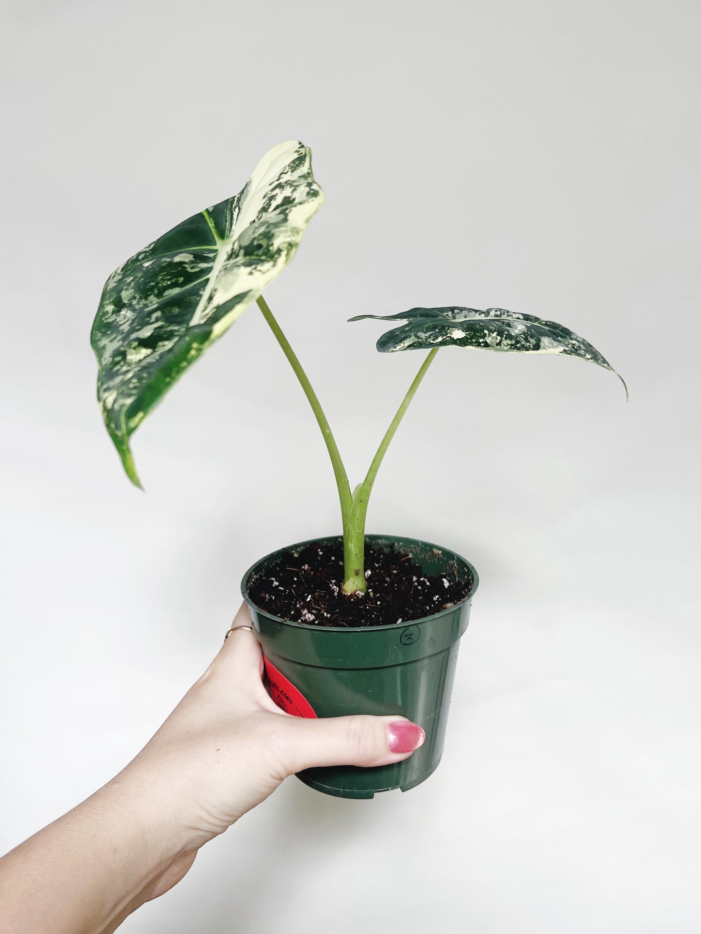 Alocasia Frydek Variegated 4” Pot