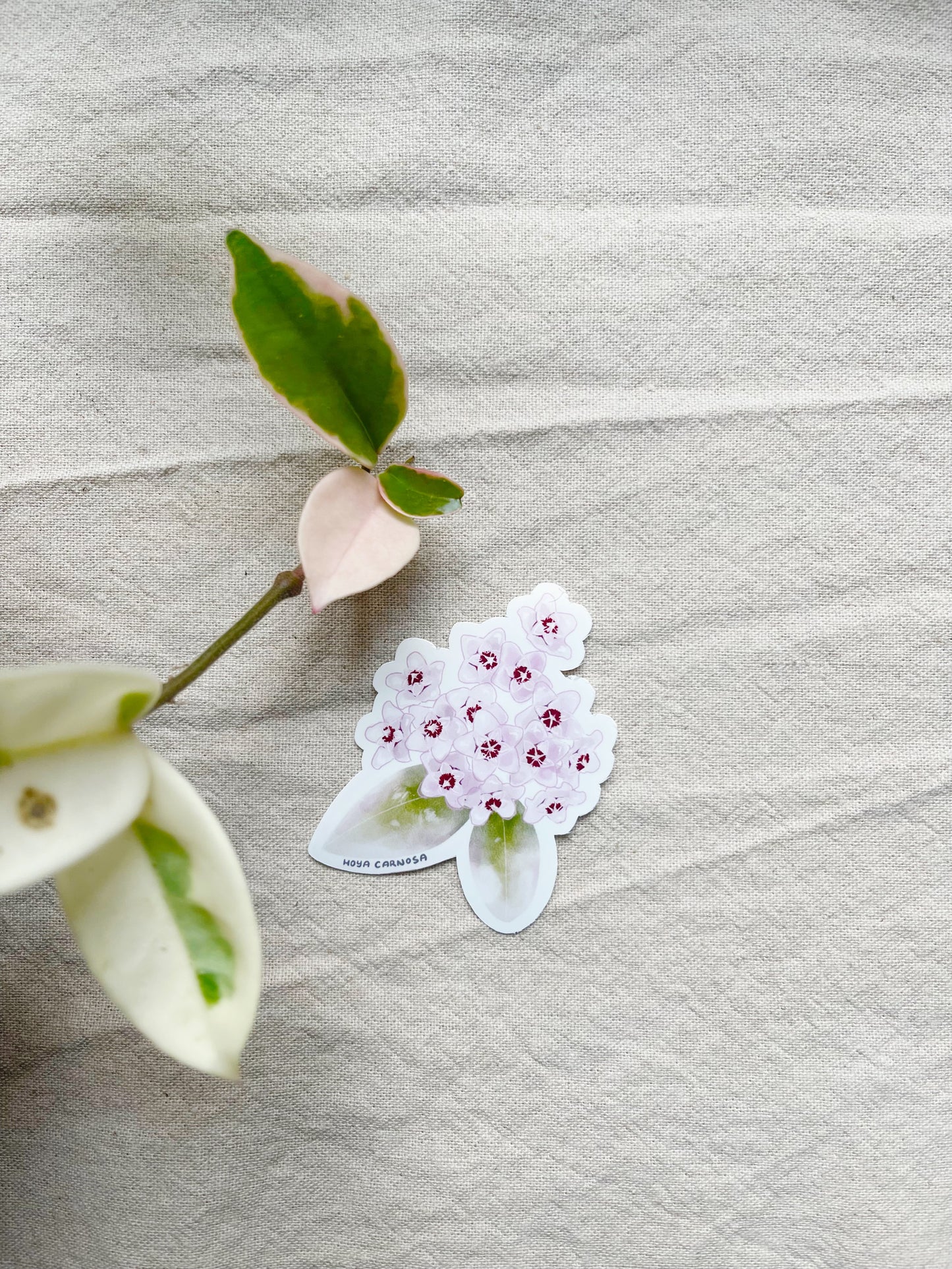 Hoya Blooms Die Cut  Vinyl Sticker Callistophylla, Burtoniae, Linearis, Krohniana, Carnosa, Caudata
