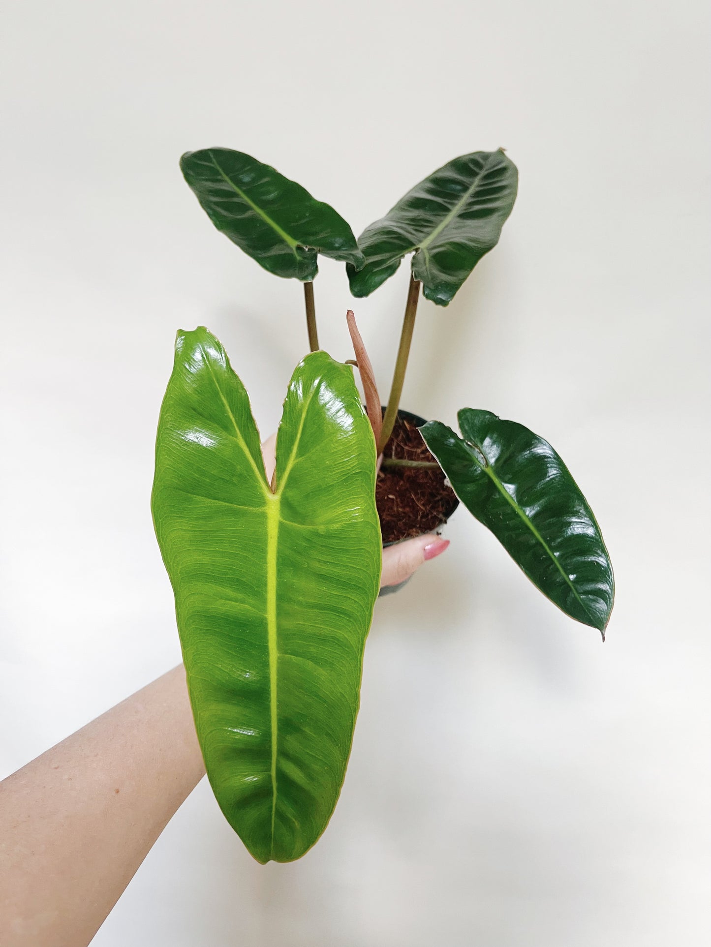 Philodendron Billietiae 4” Pot Live Plant