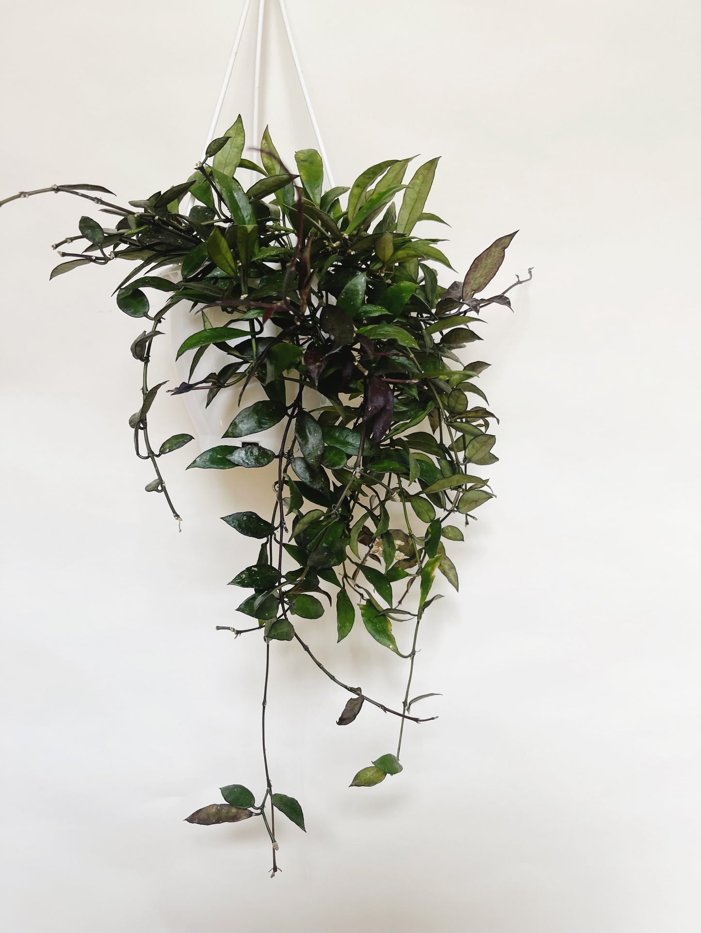 Hoya Lacunosa Royal Flush 5" Hanging Basket