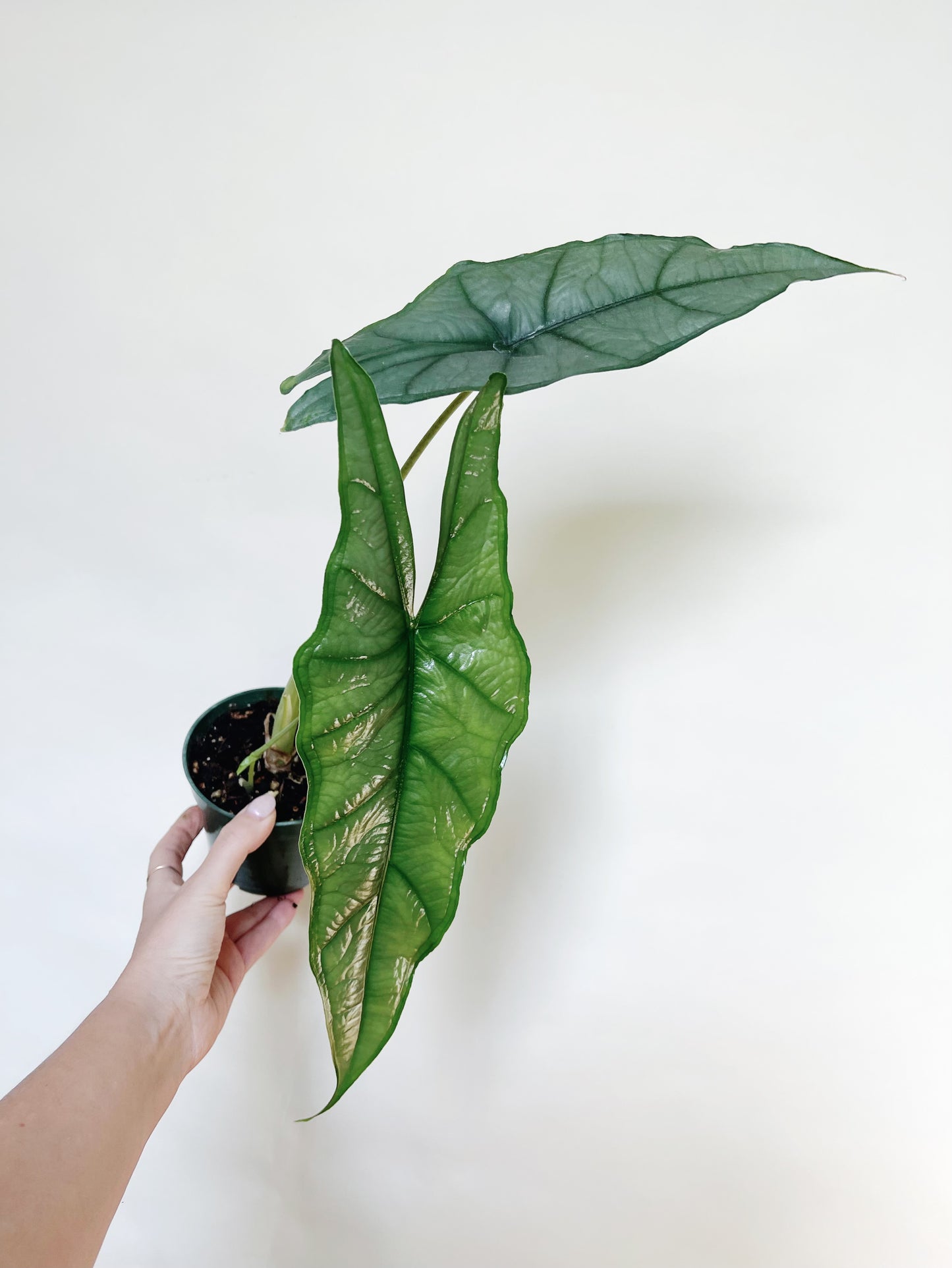Alocasia Heterophylla Dragons Breath 4.5" Pot