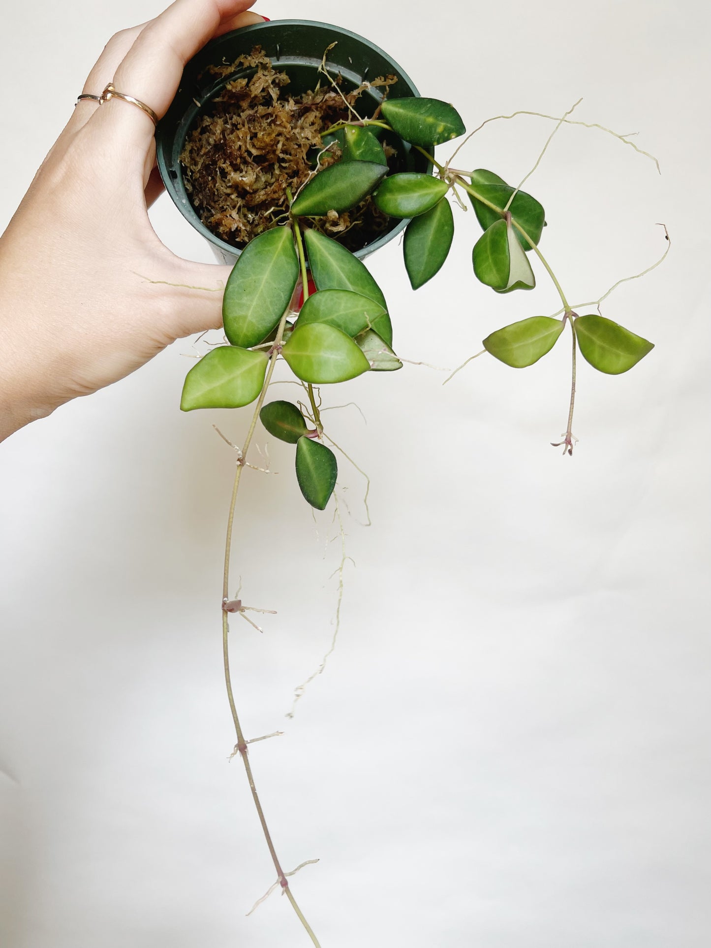 Hoya Burtoniae Live Plant