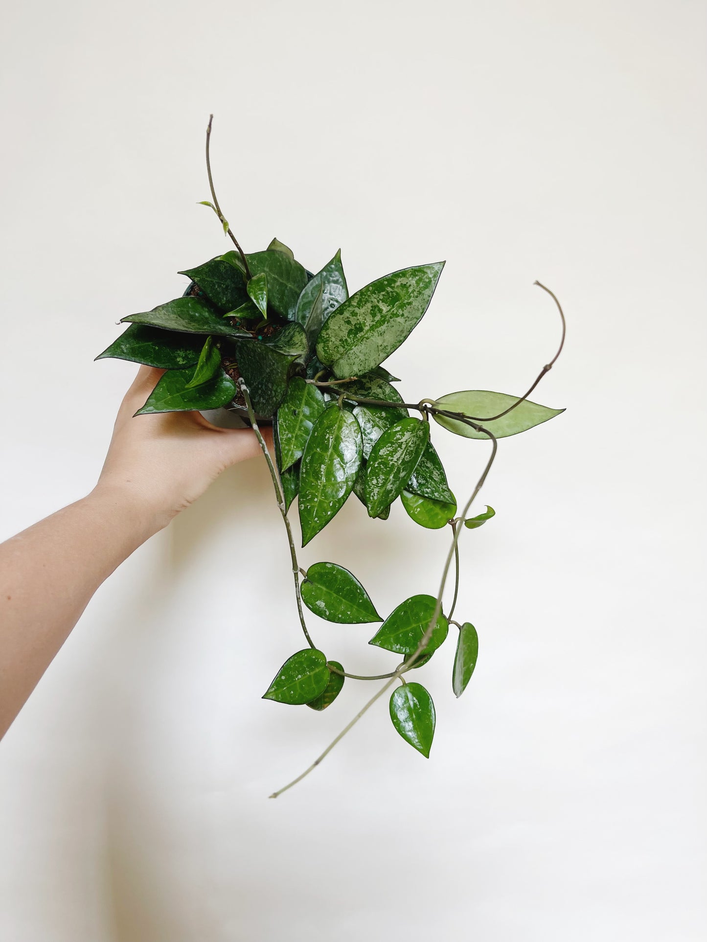 Hoya Parasitica Silver Splash 4" Pot Live Plant