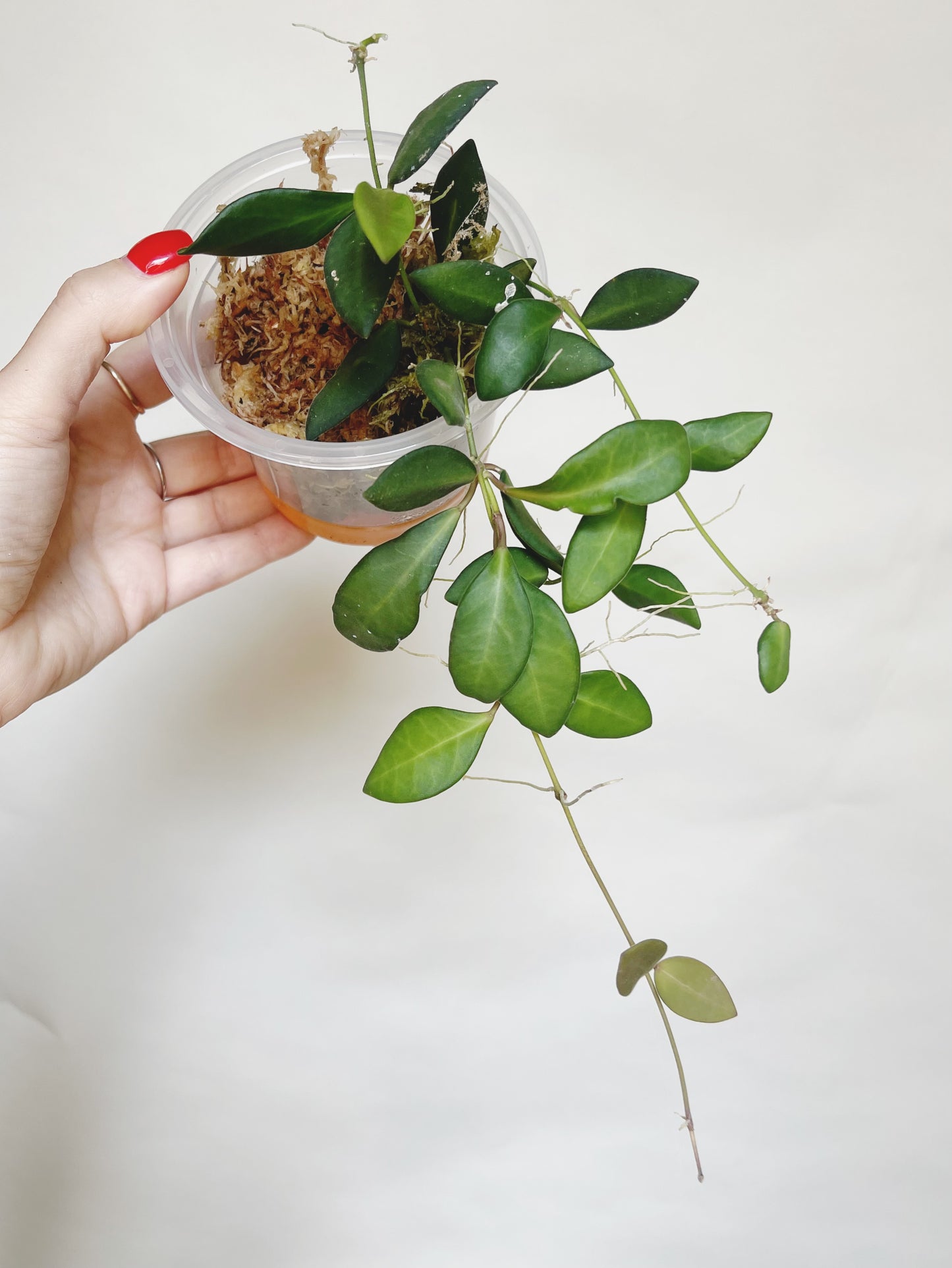 Hoya Burtoniae Live Plant