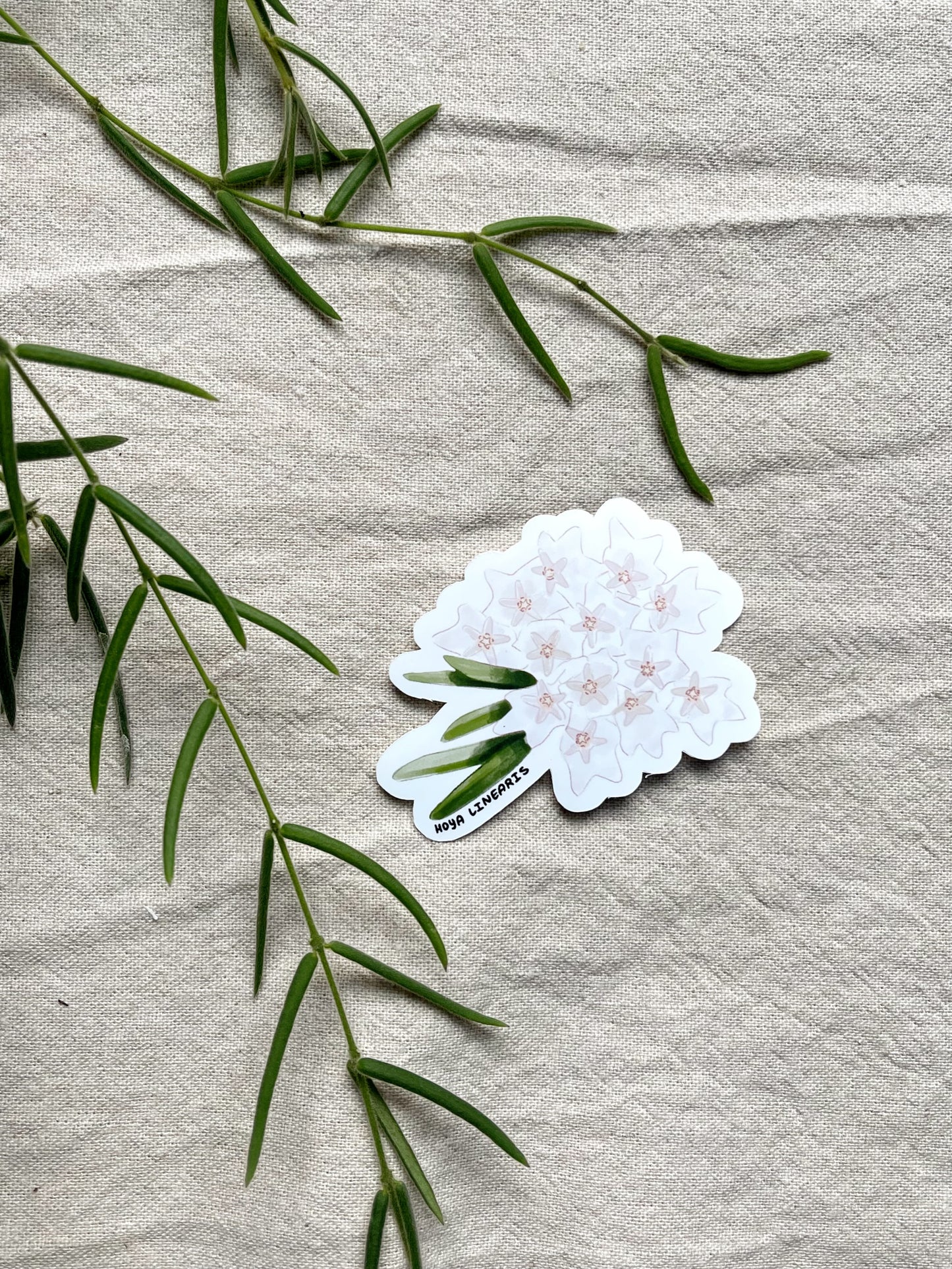 Hoya Blooms Die Cut  Vinyl Sticker Callistophylla, Burtoniae, Linearis, Krohniana, Carnosa, Caudata