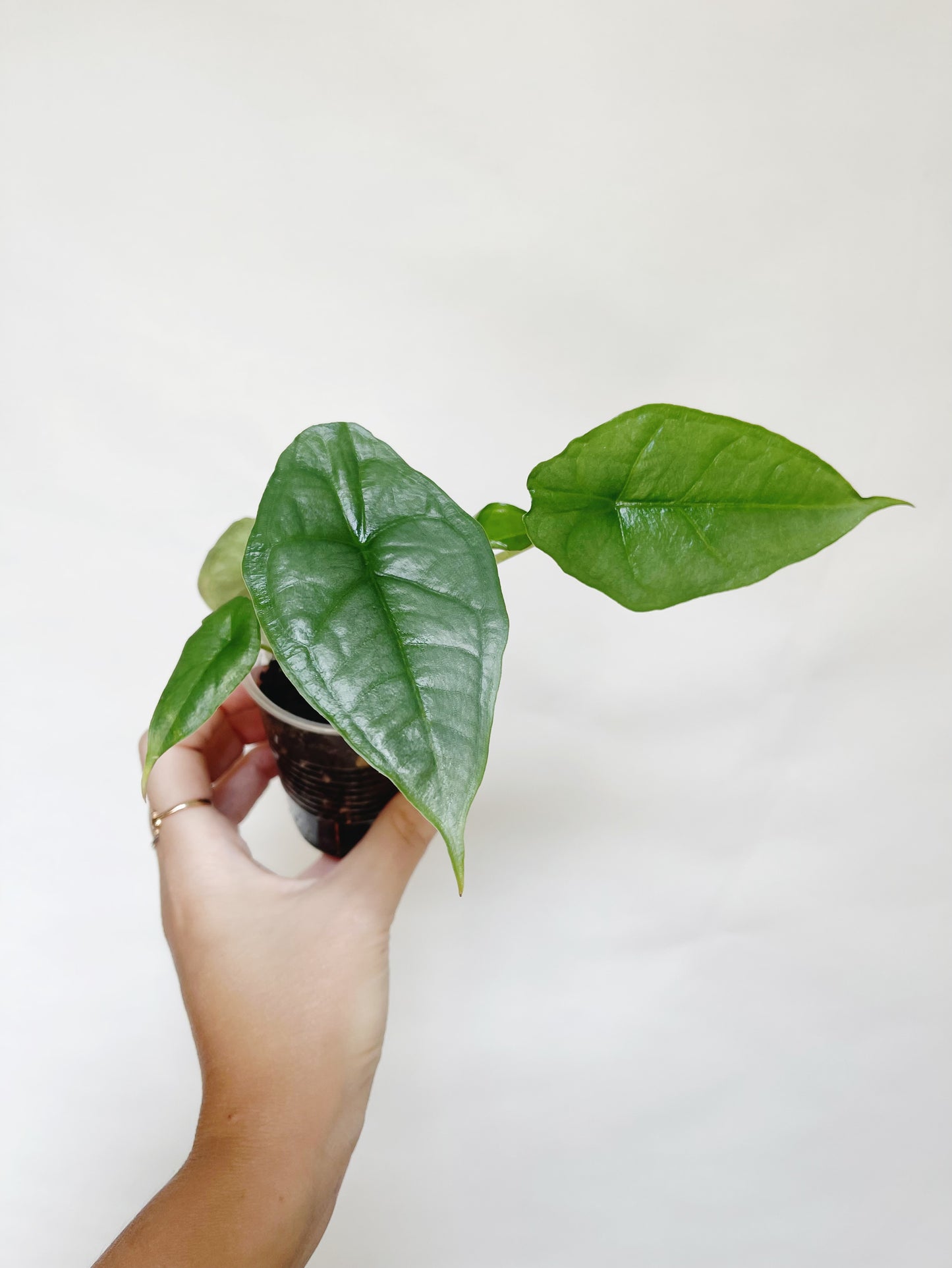 Alocasia Heterophylla Dragons Breath 4.5" Pot