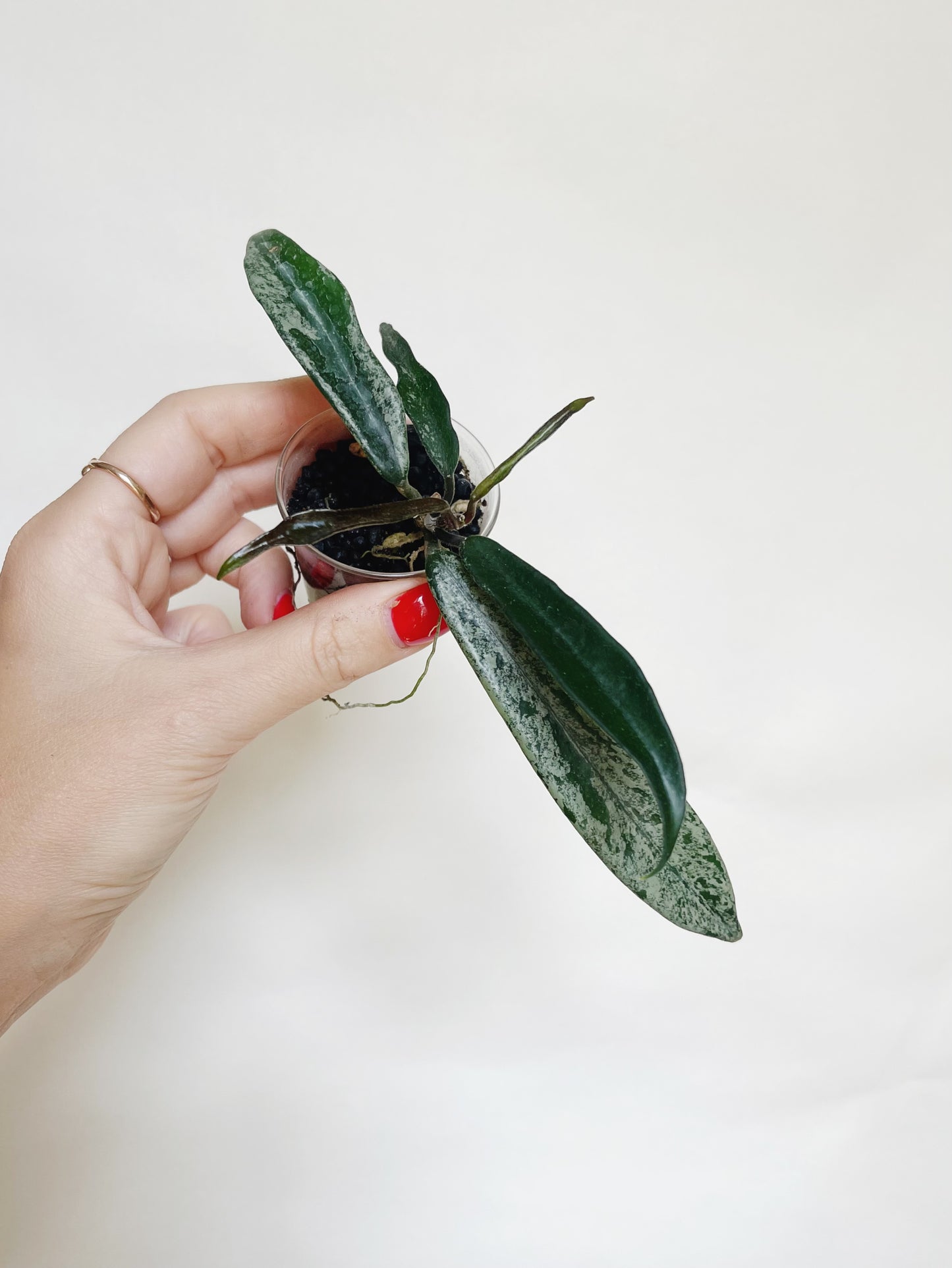 Hoya Minibelle Splash Starter Plant