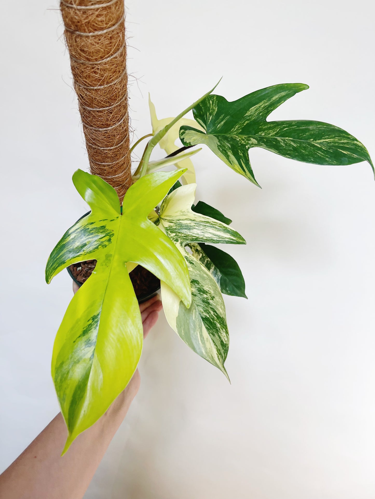 Philodendron Florida Beauty 6” Pot Live Plant with Pole