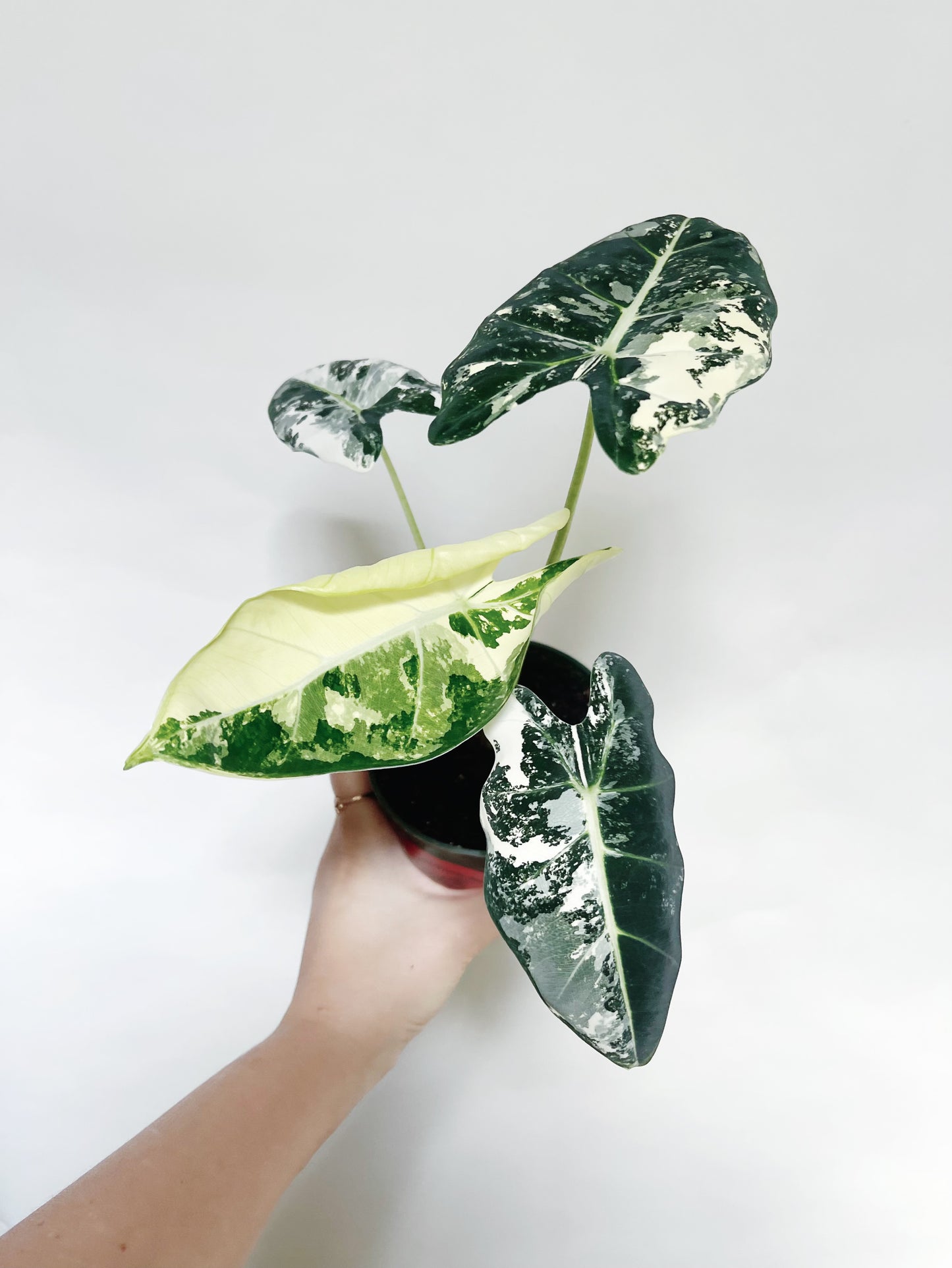 Alocasia Frydek Variegated 4” Pot