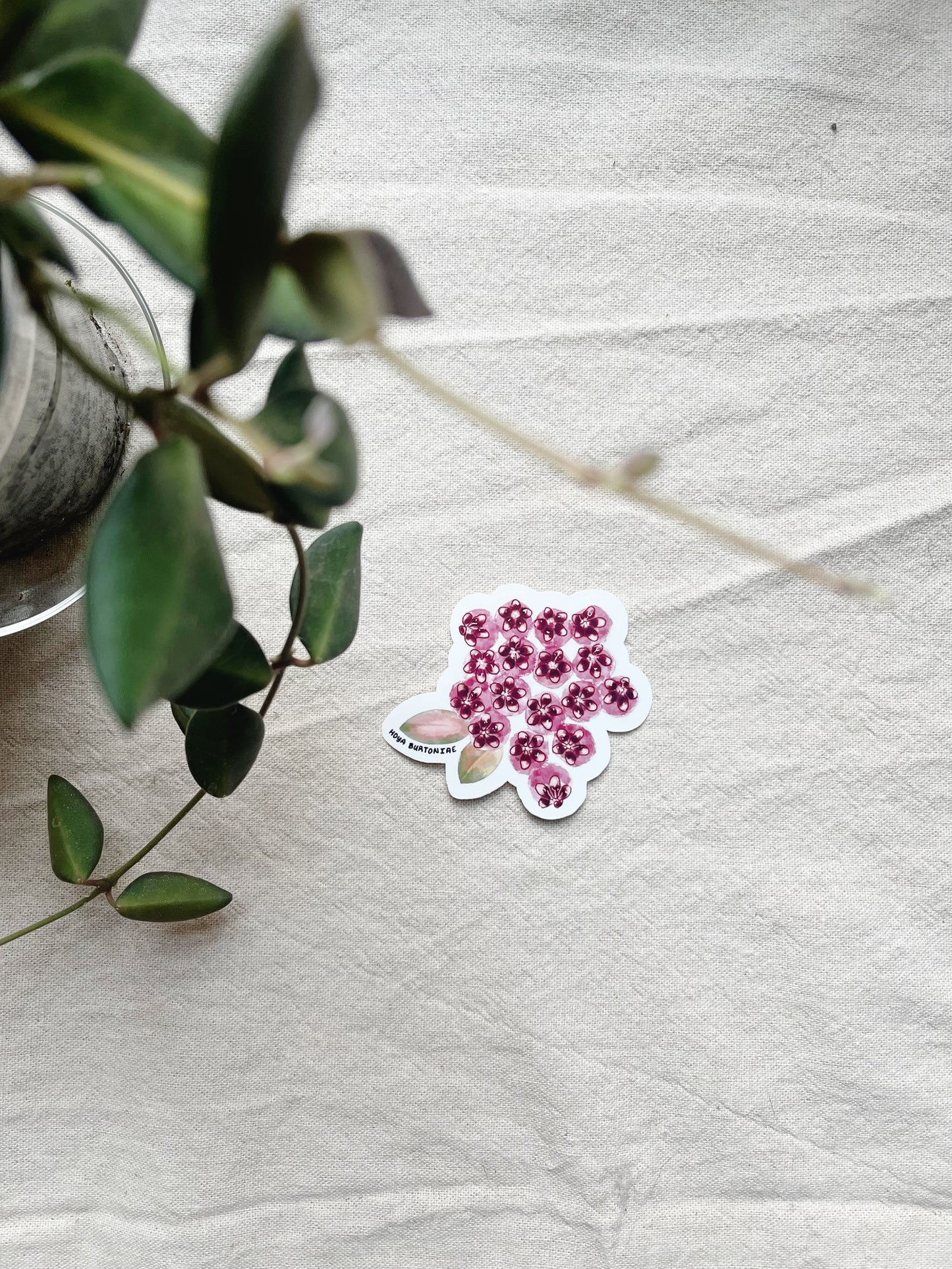 Hoya Blooms Die Cut  Vinyl Sticker Callistophylla, Burtoniae, Linearis, Krohniana, Carnosa, Caudata