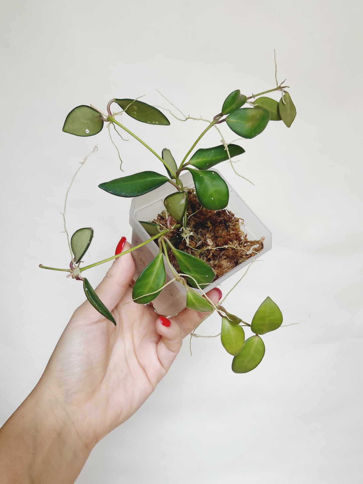 Hoya Burtoniae Live Plant