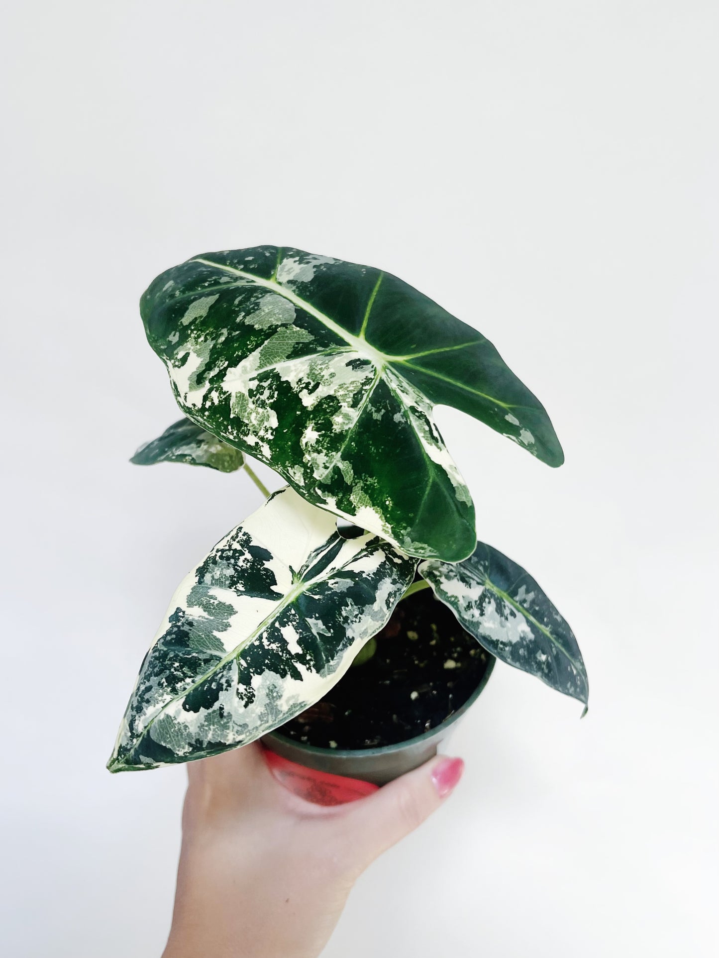 Alocasia Frydek Variegated 4” Pot