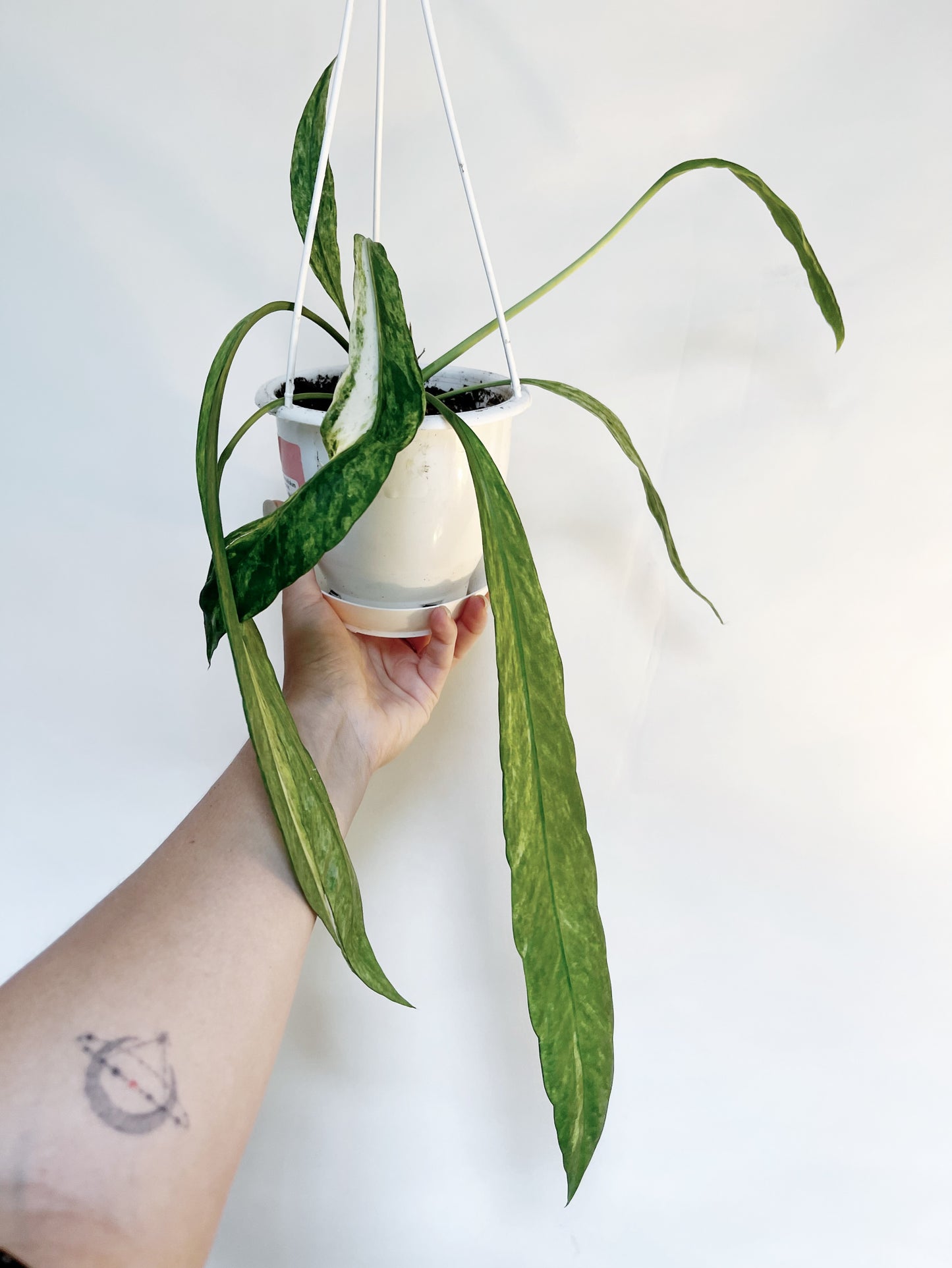 Anthurium Vittariifolium Variegated 4.5" Hanging Pot