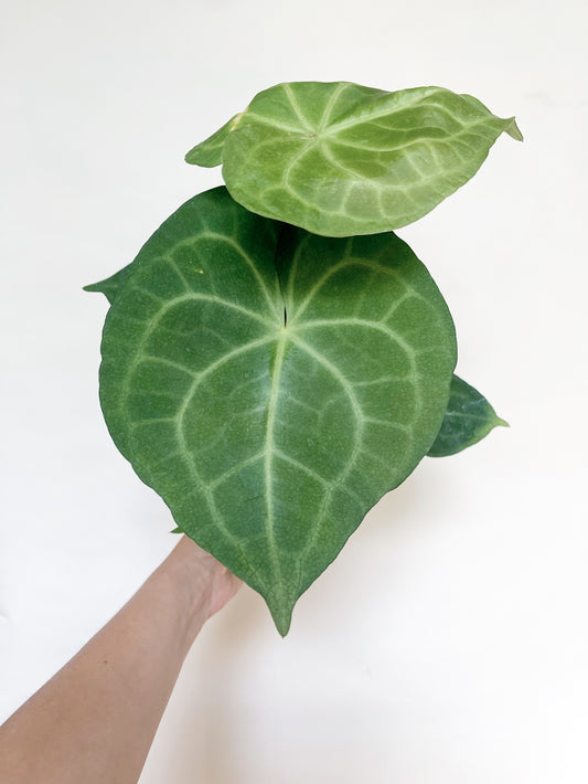 Anthurium Pterodactyl x Clarinervium 4” Pot