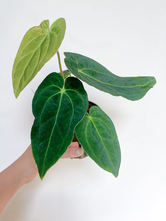 Anthurium Papillilaminum x Carlablackiae 4” Pot