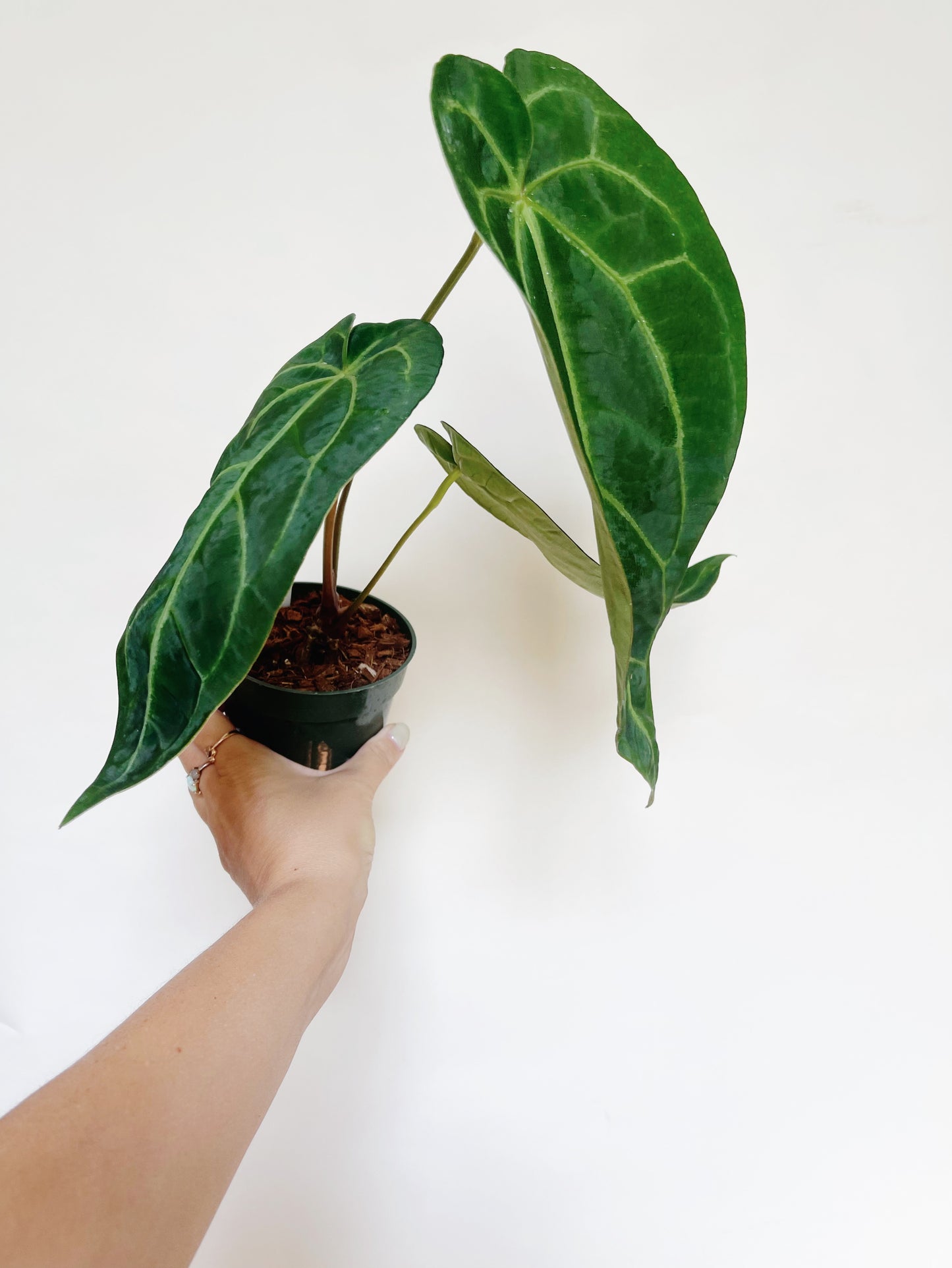 Anthurium AOS x Magnificum Silver 4” Pot