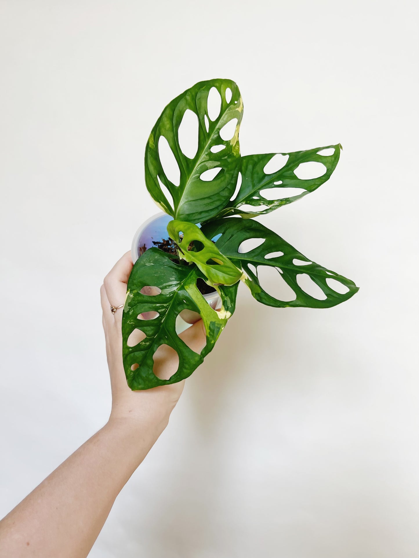 Monstera Adansonii Albo Self 3” Watering Pot