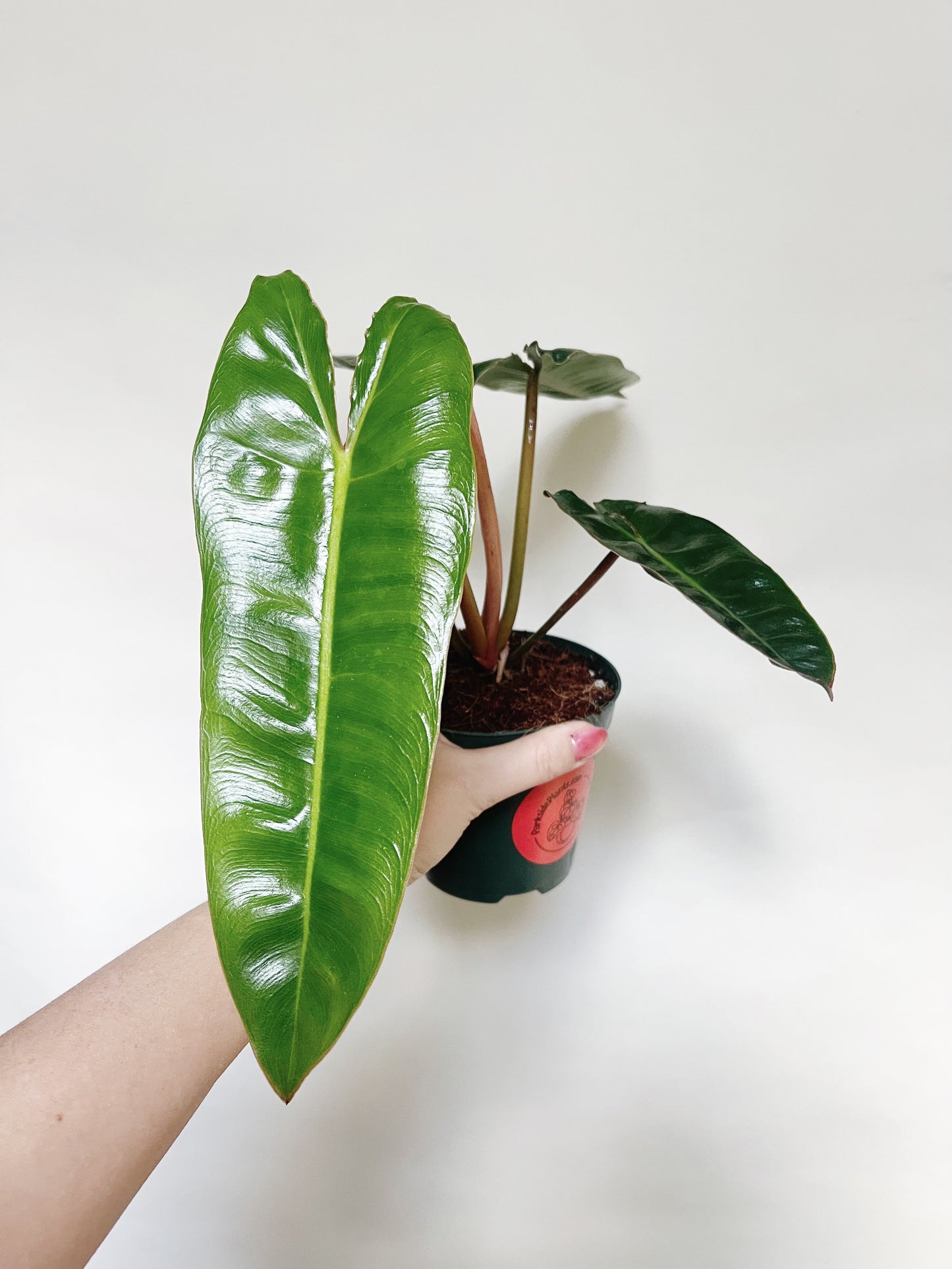Philodendron Billietiae 4” Pot Live Plant