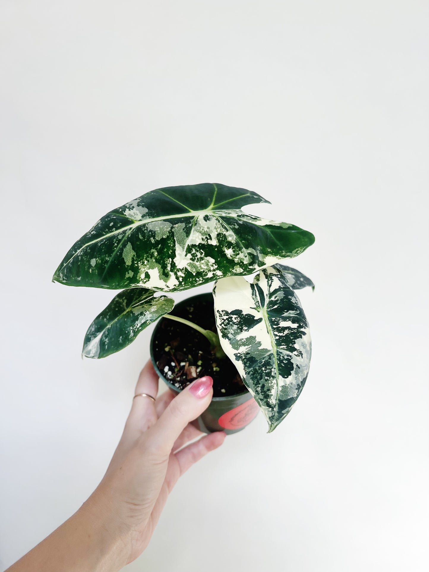 Alocasia Frydek Variegated 4” Pot