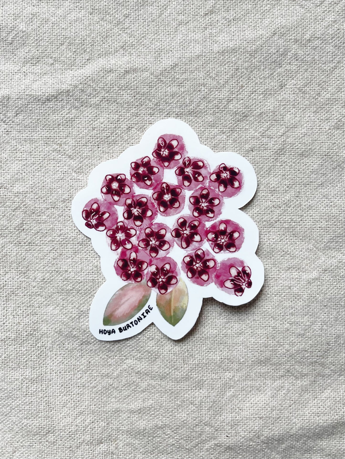 Hoya Blooms Die Cut  Vinyl Sticker Callistophylla, Burtoniae, Linearis, Krohniana, Carnosa, Caudata