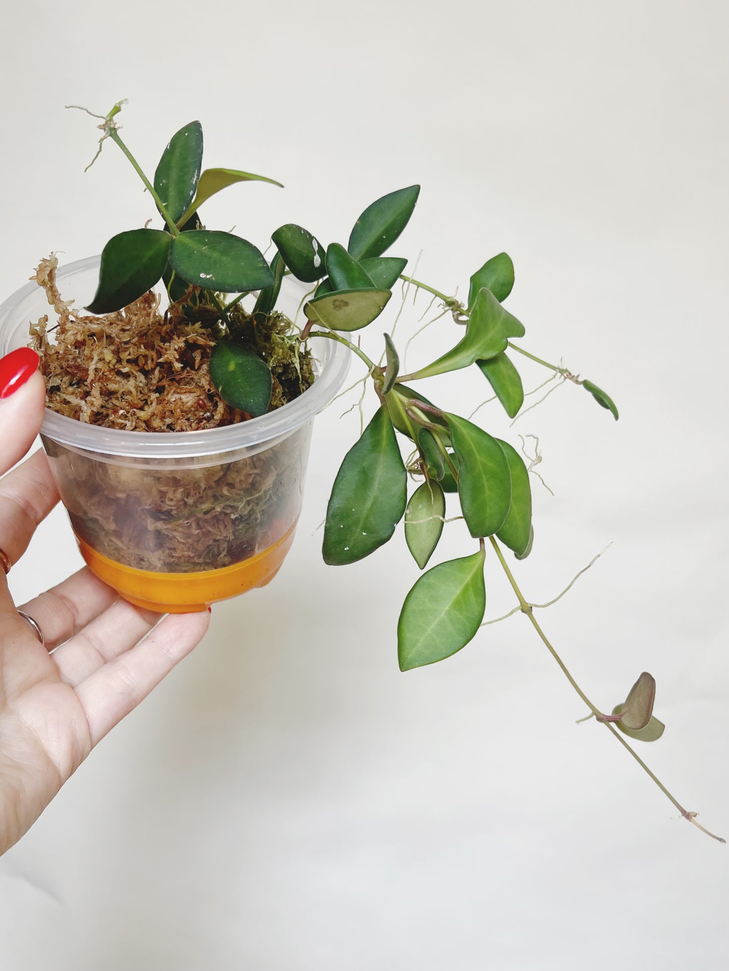 Hoya Burtoniae Live Plant