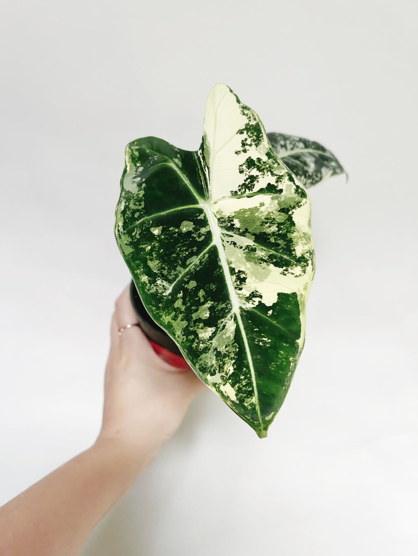 Alocasia Frydek Variegated 4” Pot