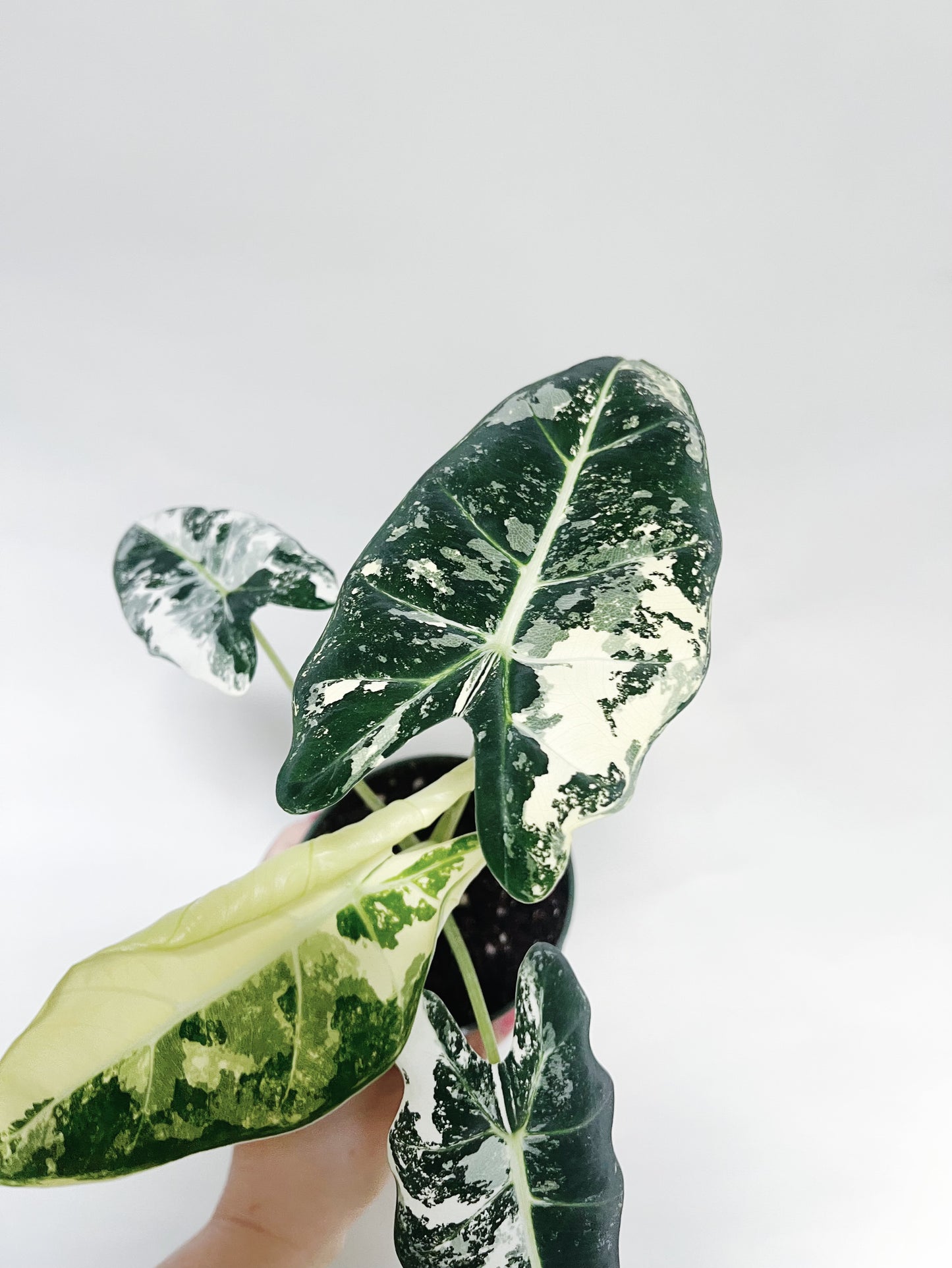 Alocasia Frydek Variegated 4” Pot