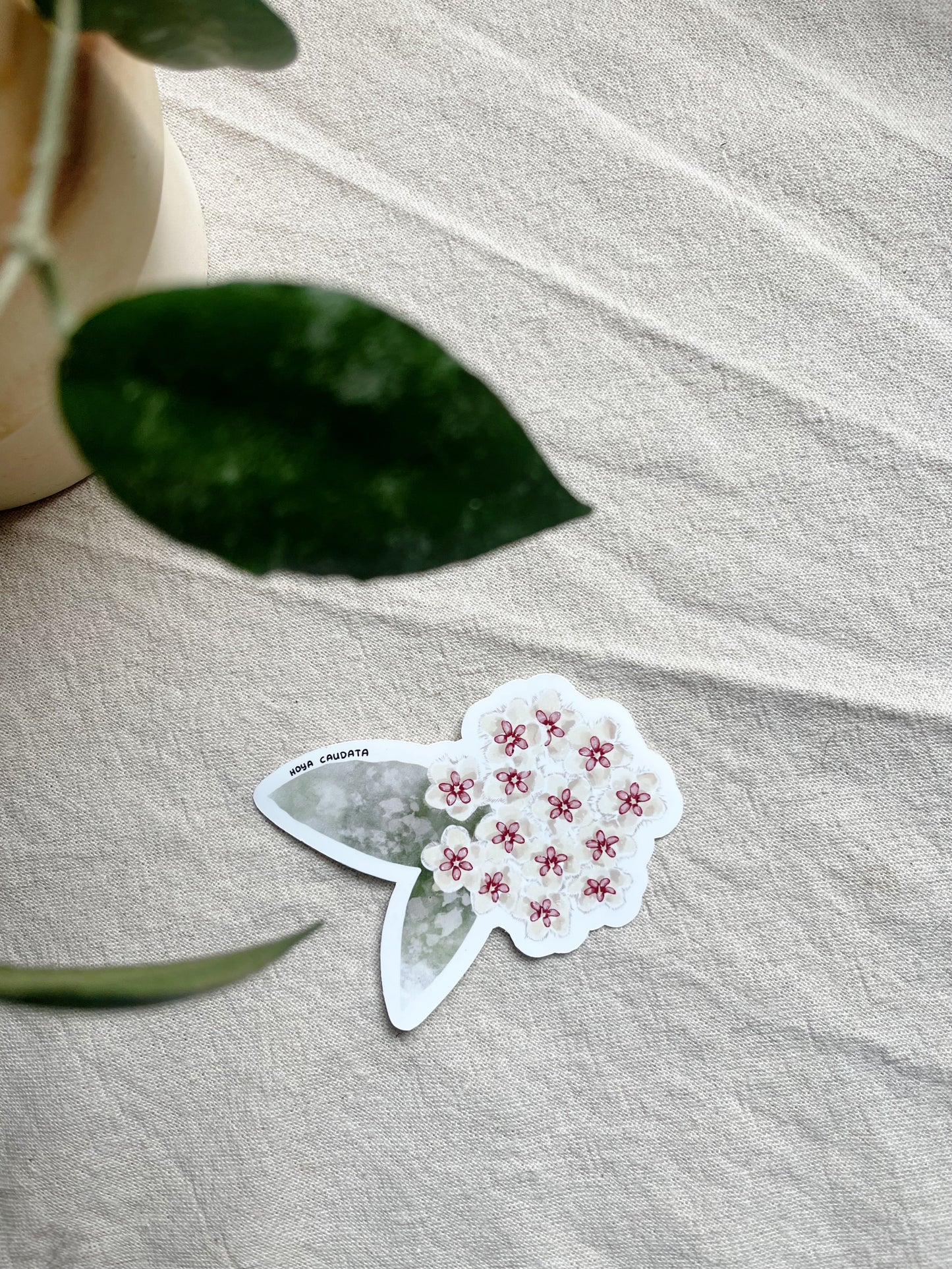 Hoya Blooms Die Cut  Vinyl Sticker Callistophylla, Burtoniae, Linearis, Krohniana, Carnosa, Caudata