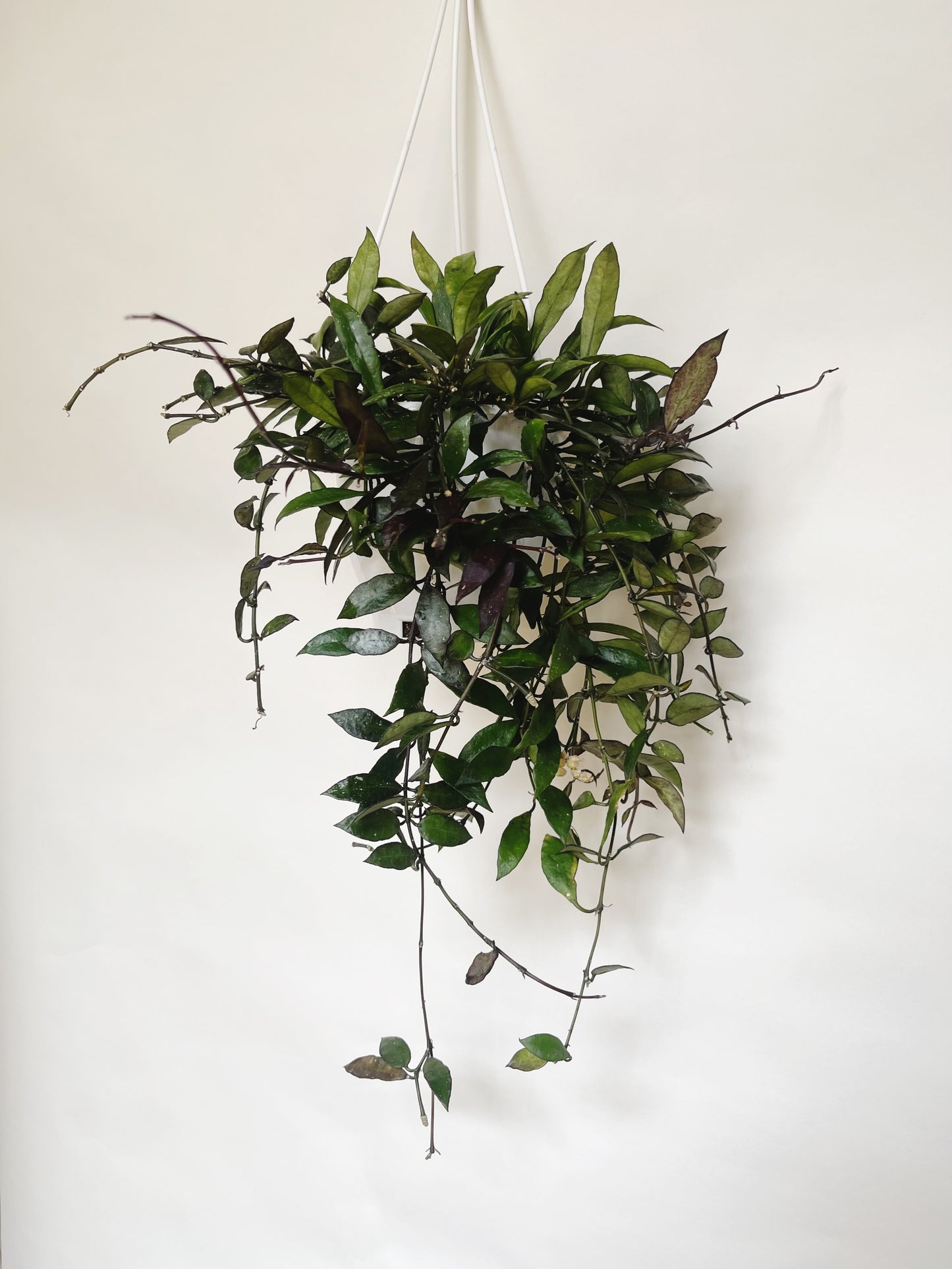 Hoya Lacunosa Royal Flush 5" Hanging Basket