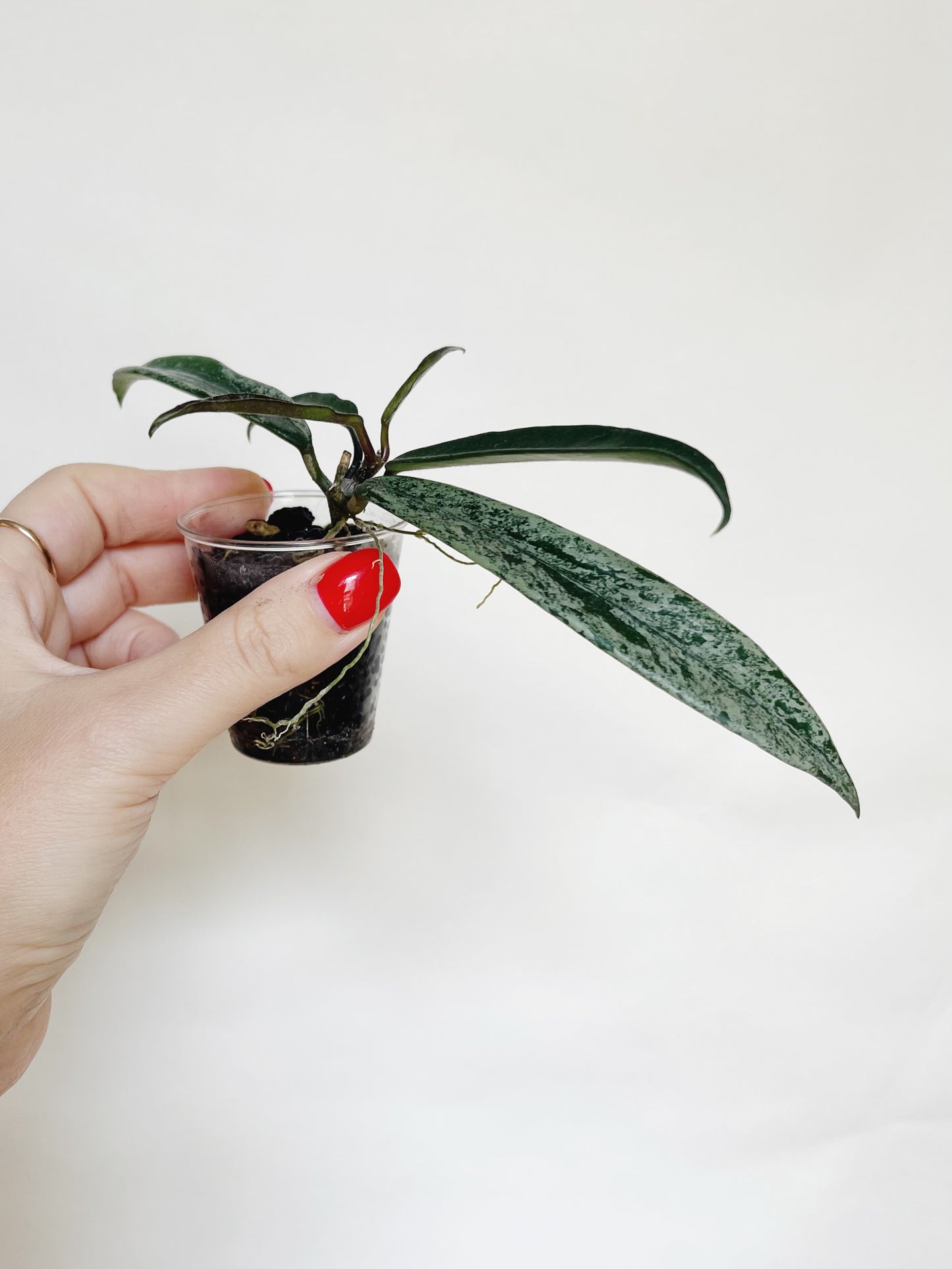 Hoya Minibelle Splash Starter Plant