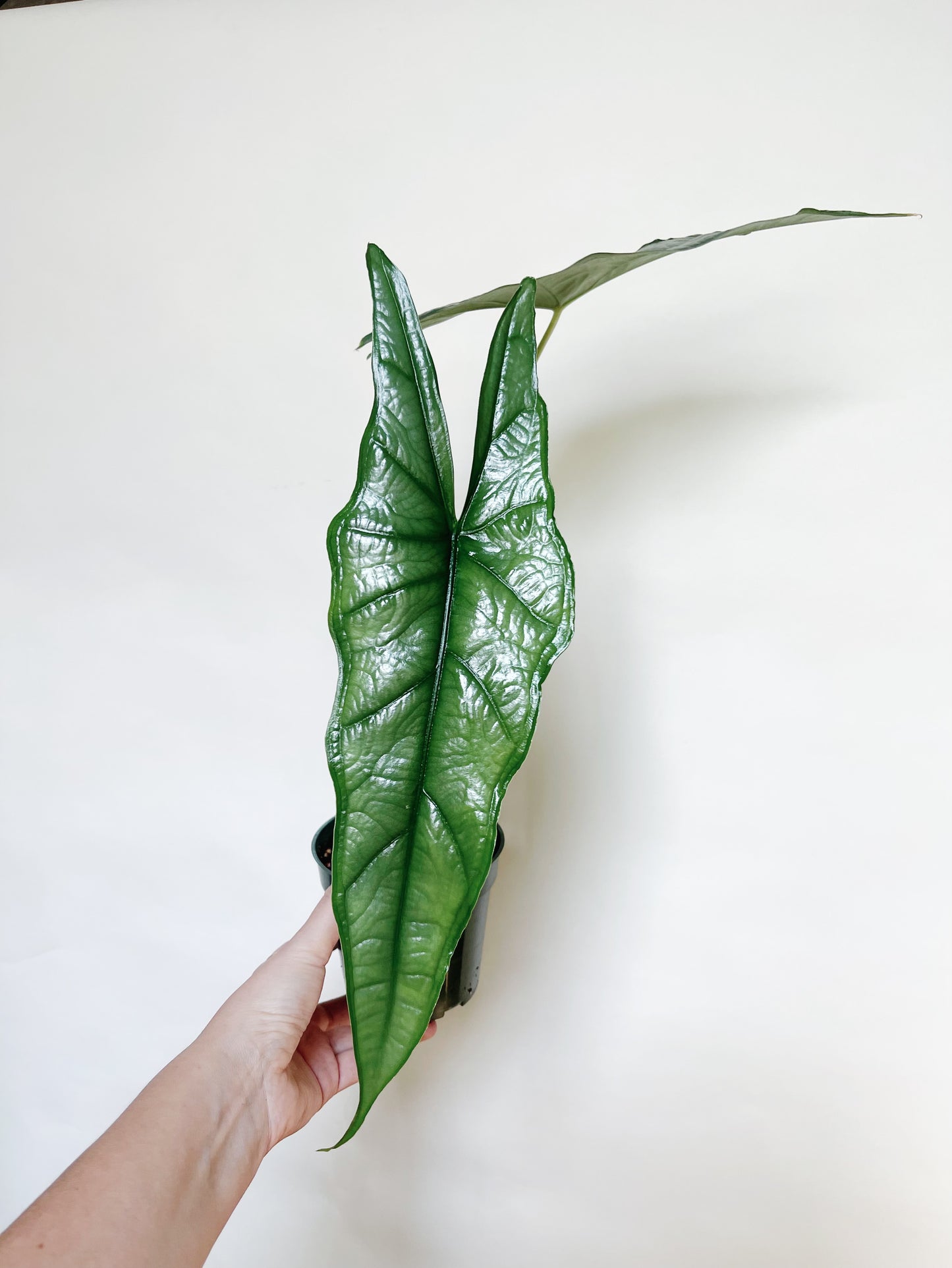 Alocasia Heterophylla Dragons Breath 4.5" Pot