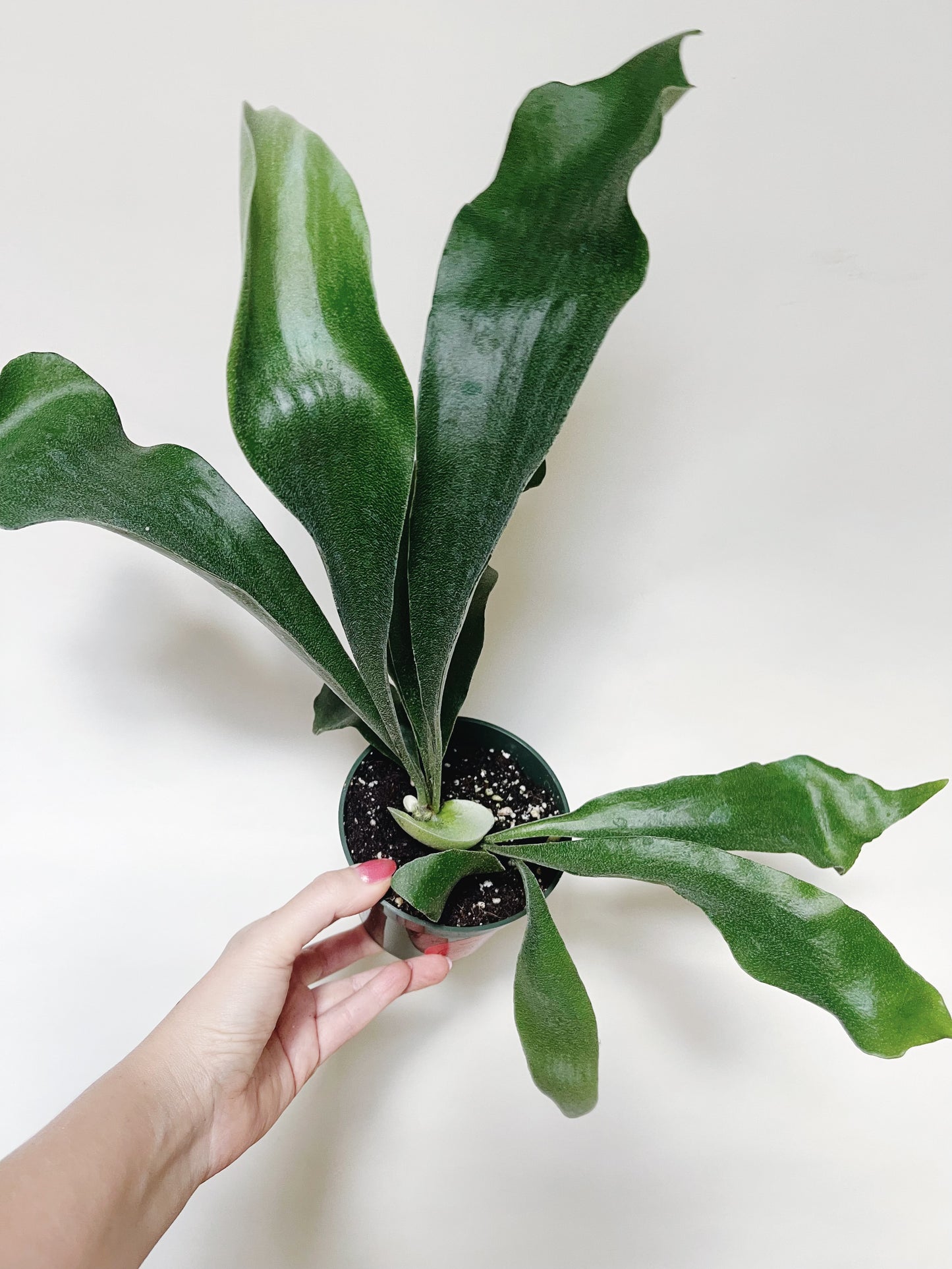 Staghorn Fern Platycerium Bifurcatum 4.5” Pot
