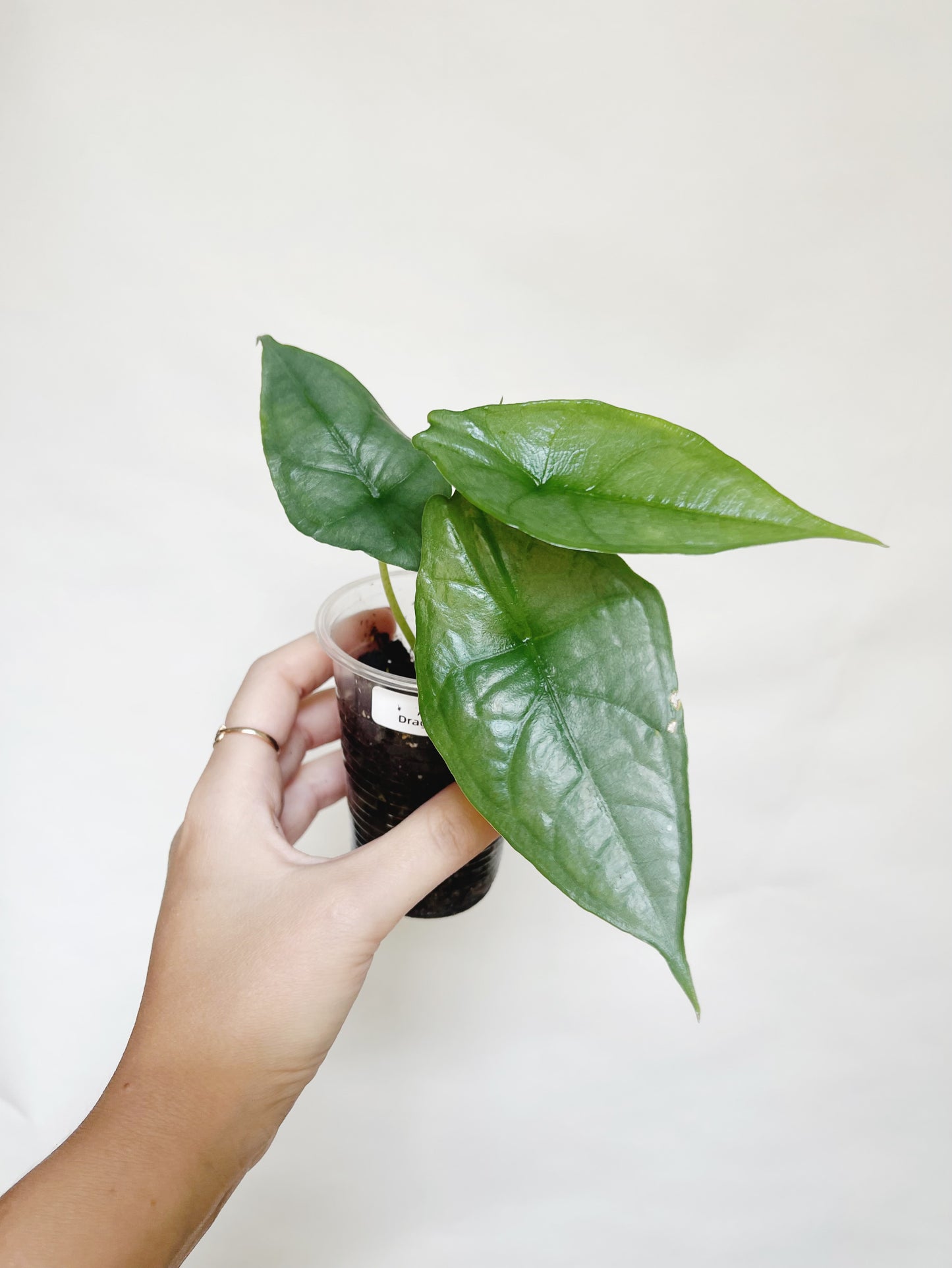 Alocasia Heterophylla Dragons Breath 4.5" Pot