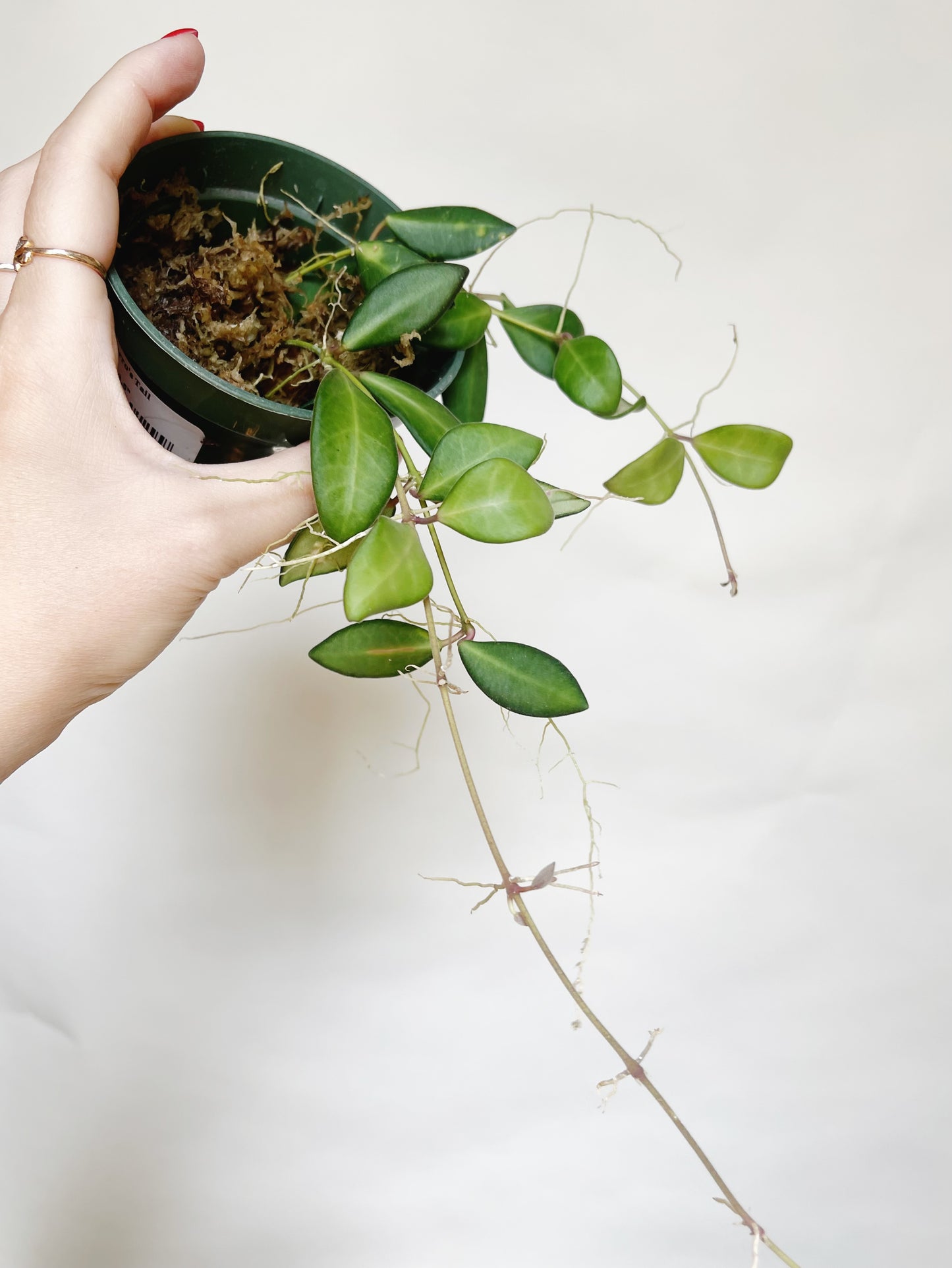 Hoya Burtoniae Live Plant
