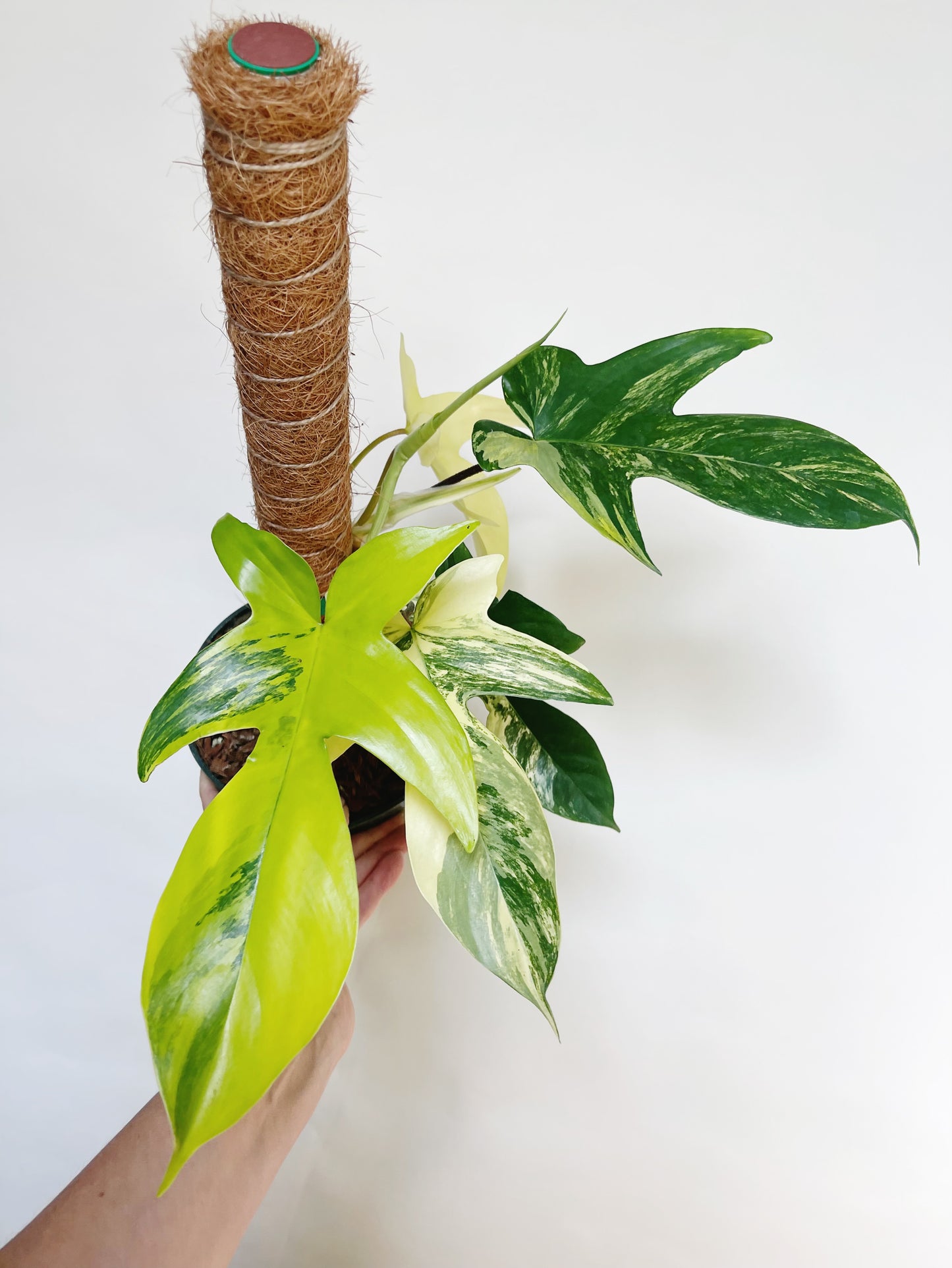 Philodendron Florida Beauty 6” Pot Live Plant with Pole