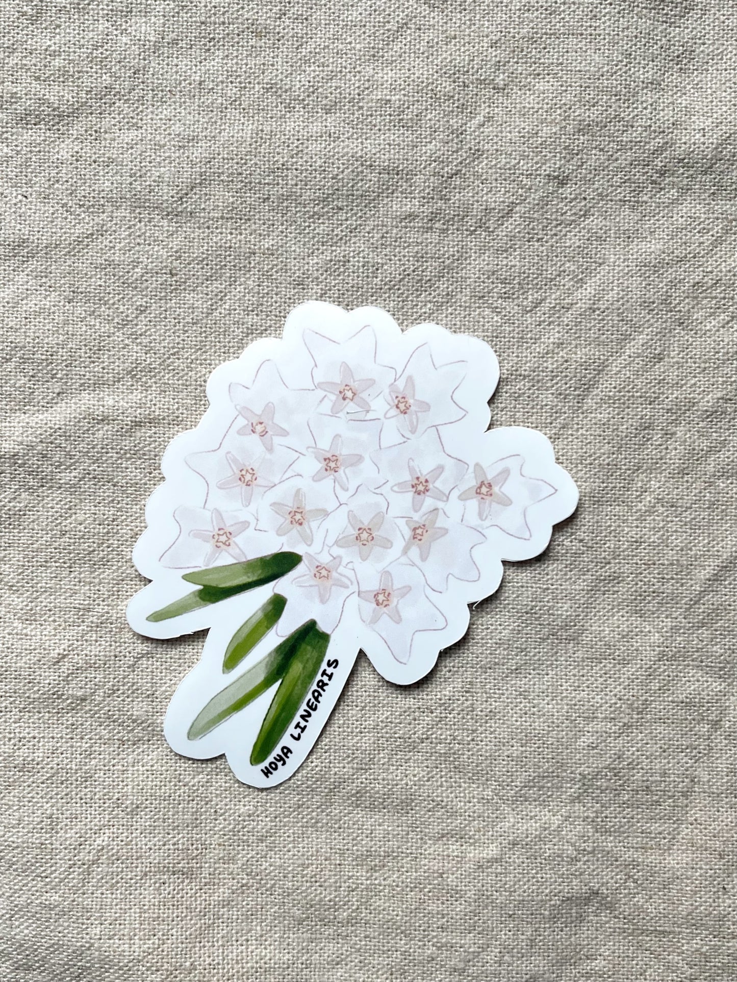 Hoya Blooms Die Cut  Vinyl Sticker Callistophylla, Burtoniae, Linearis, Krohniana, Carnosa, Caudata