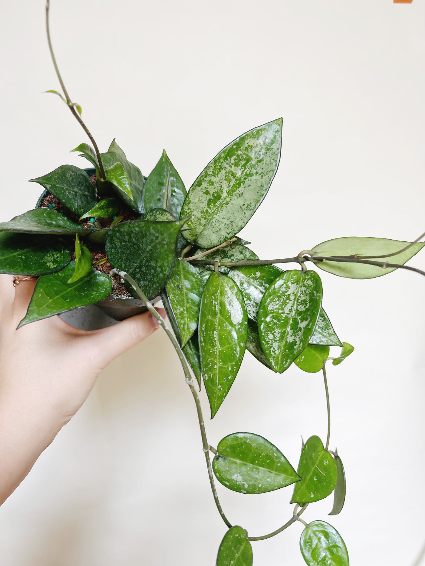 Hoya Parasitica Silver Splash 4" Pot Live Plant