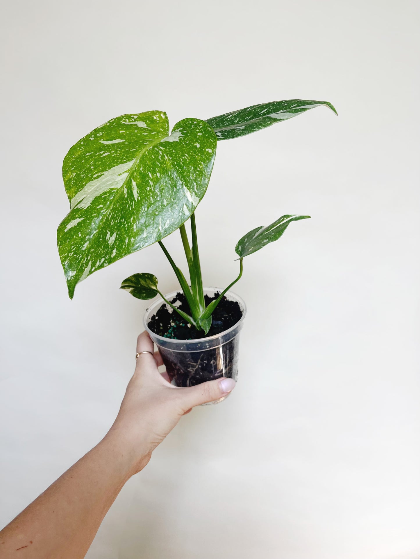 Monstera Deliciosa Thai Constellation 4" Pot Live Rare Plant