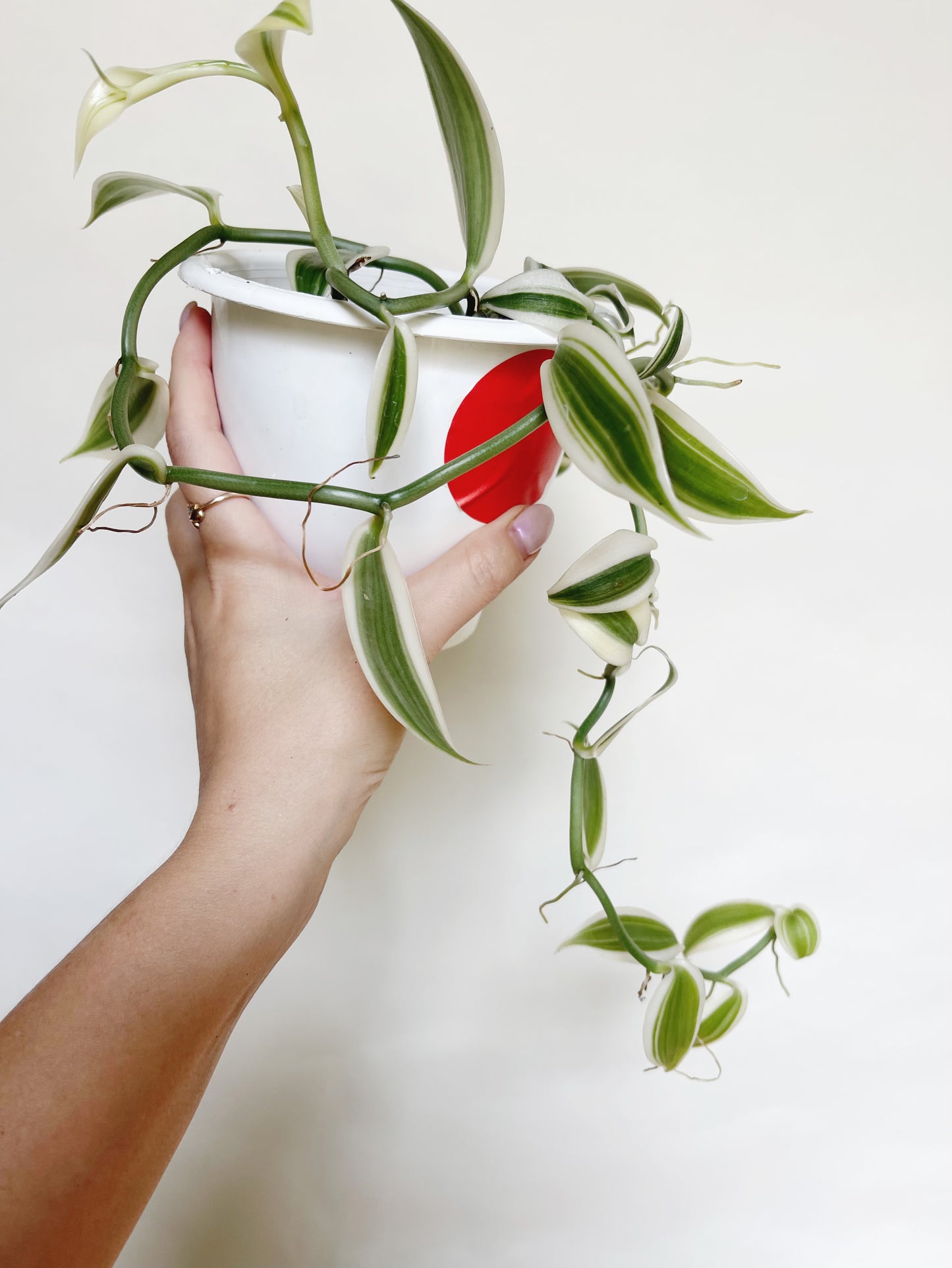 Vanilla Orchid Albo Variegated (Vanilla Planifolia) 4.5" Hanging Basket Live Plant