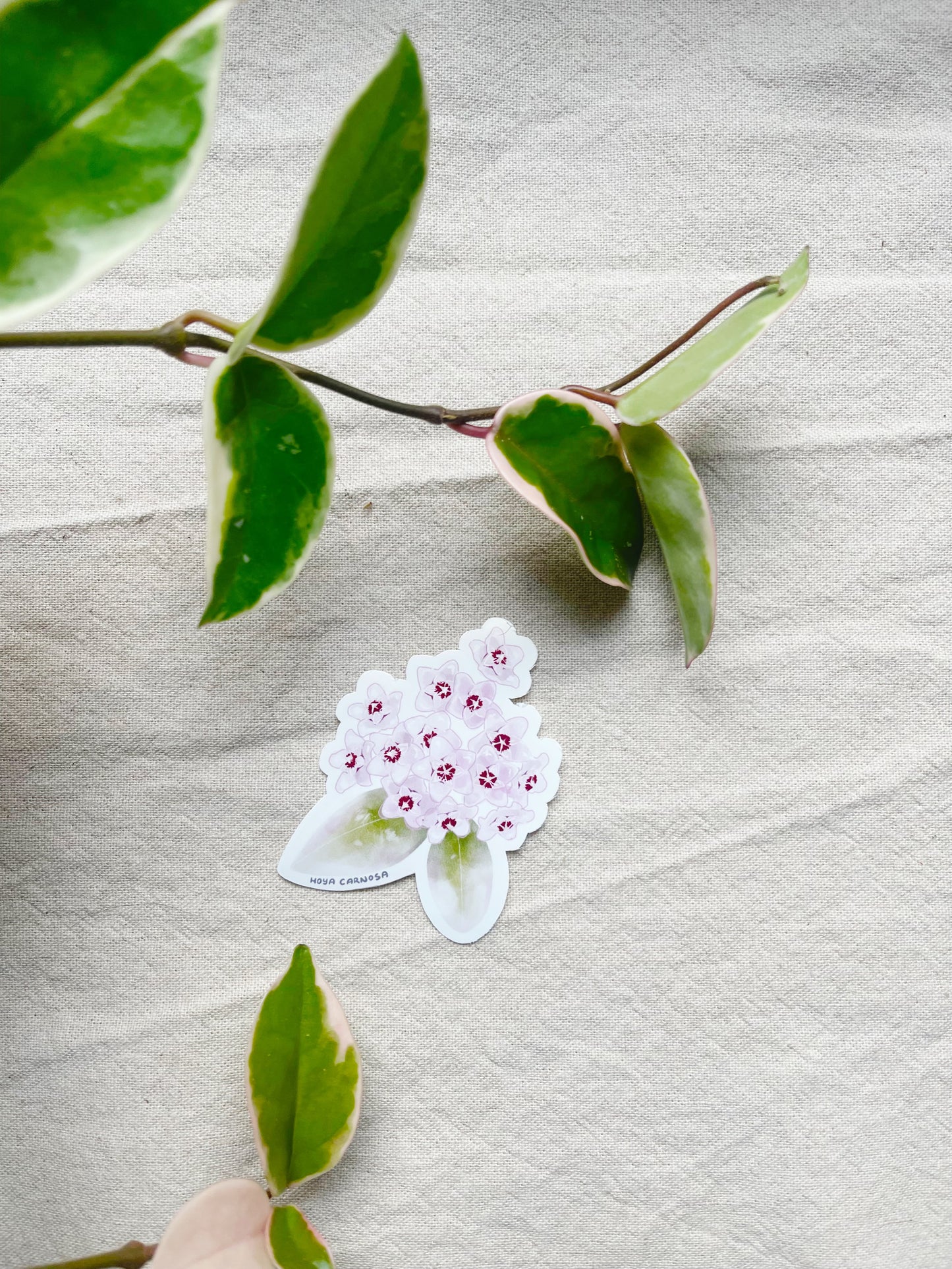 Hoya Blooms Die Cut  Vinyl Sticker Callistophylla, Burtoniae, Linearis, Krohniana, Carnosa, Caudata