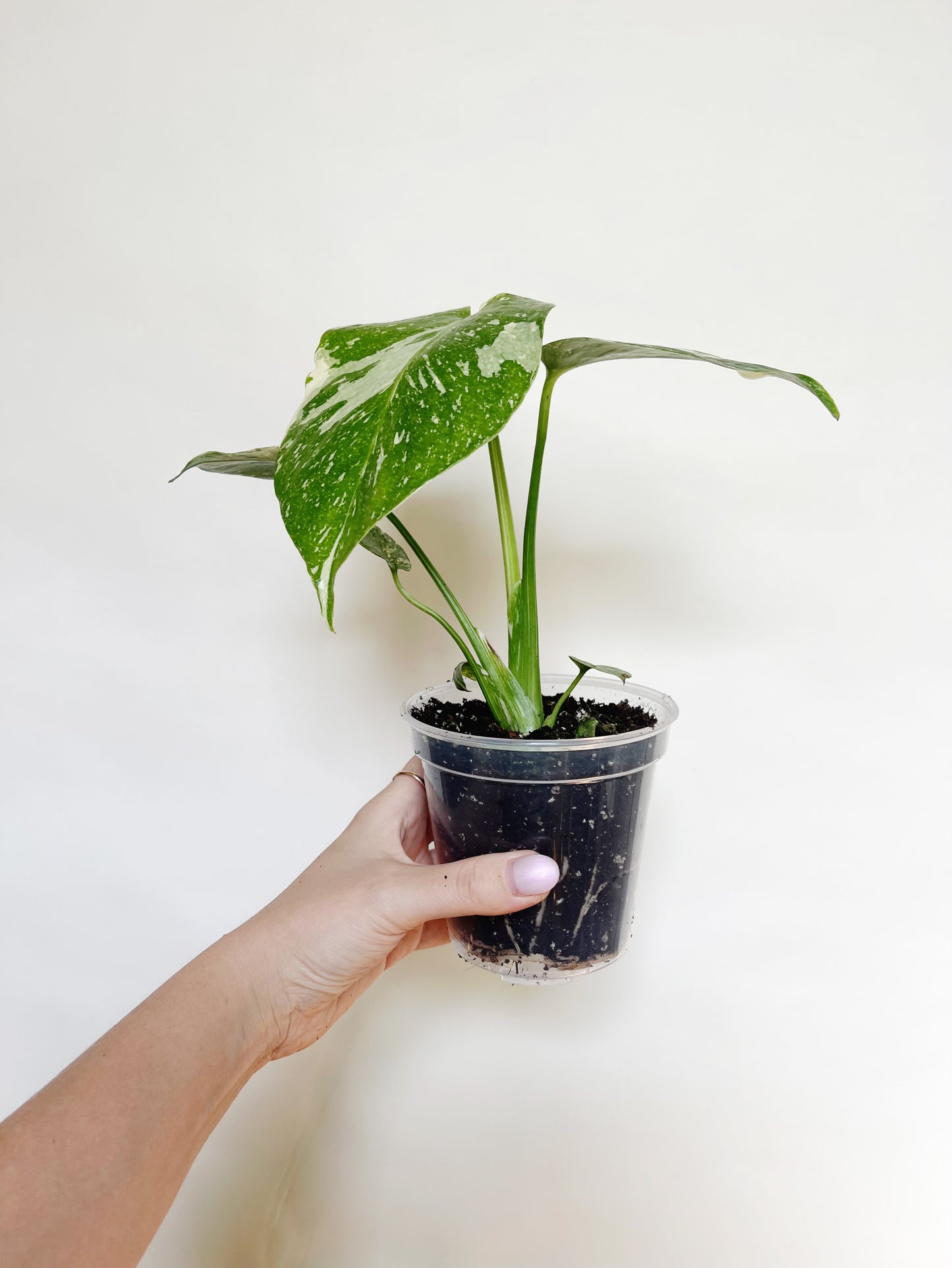 Monstera Deliciosa Thai Constellation 4" Pot Live Rare Plant