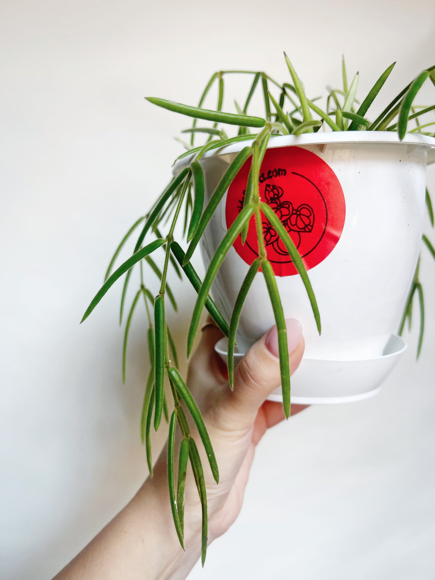 Hoya Linearis Rare Hoya 5” Hanging Basket Live Plant