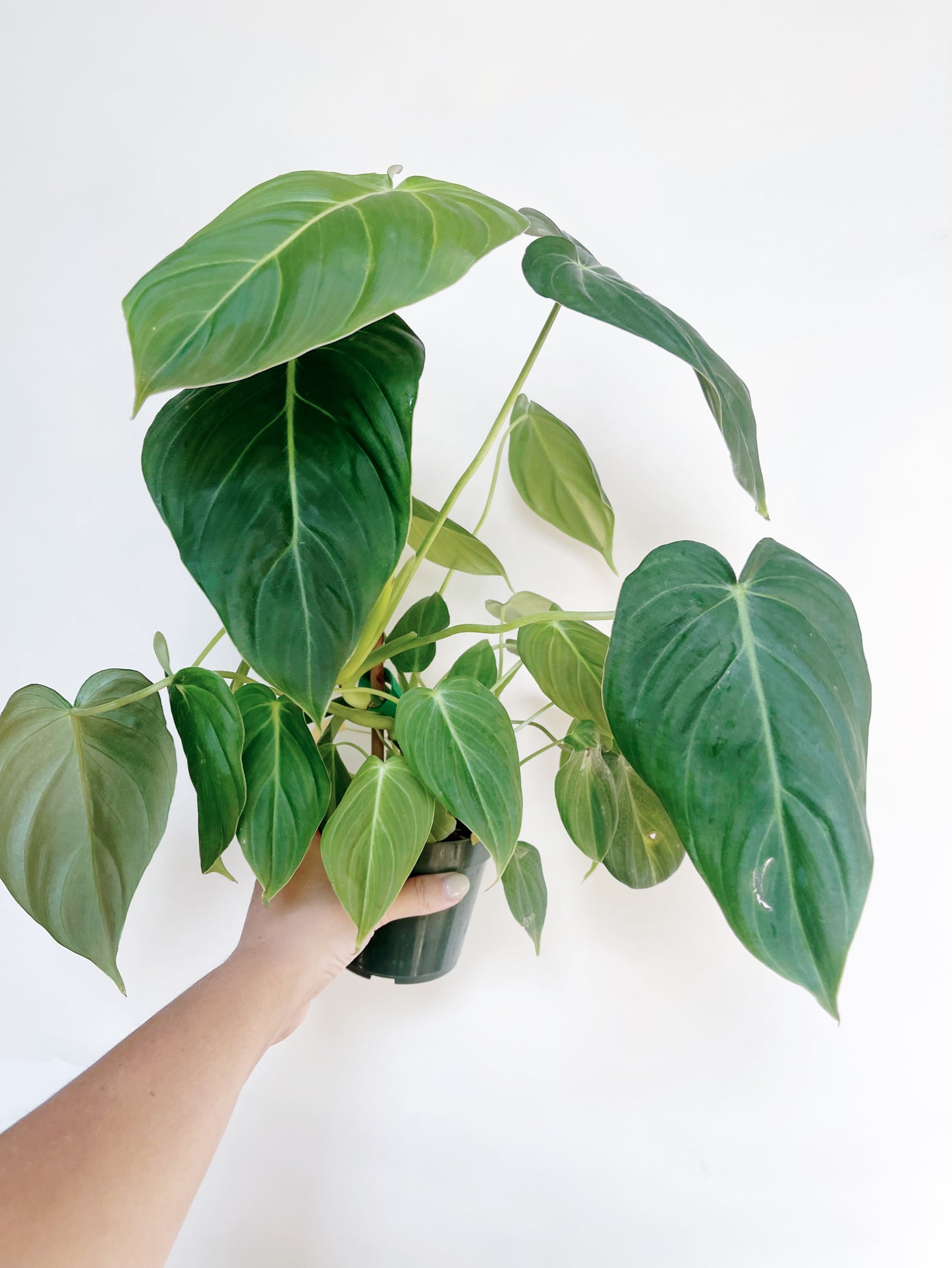 Philodendron Glorious 4" Pot