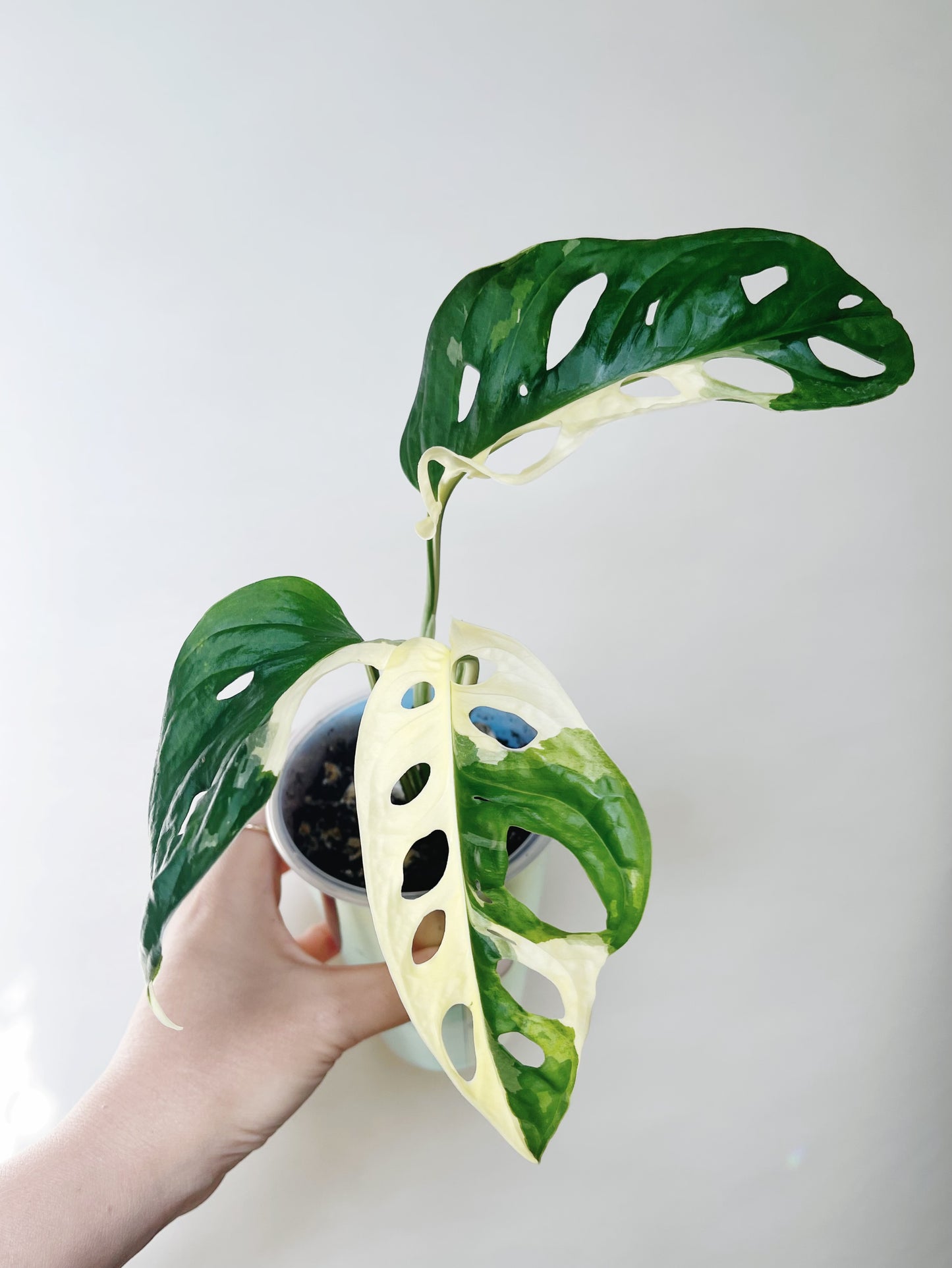 Monstera Adansonii Albo Self 3” Watering Pot