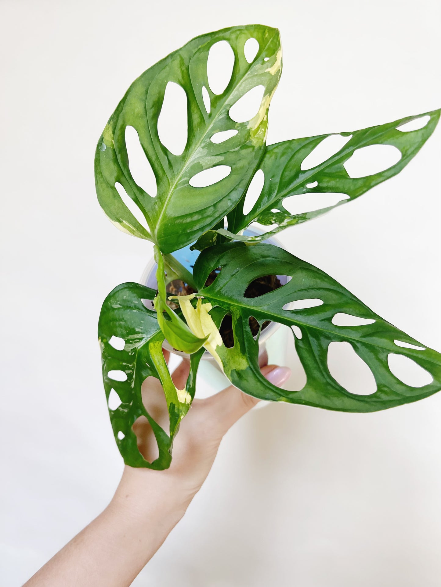 Monstera Adansonii Albo Self 3” Watering Pot