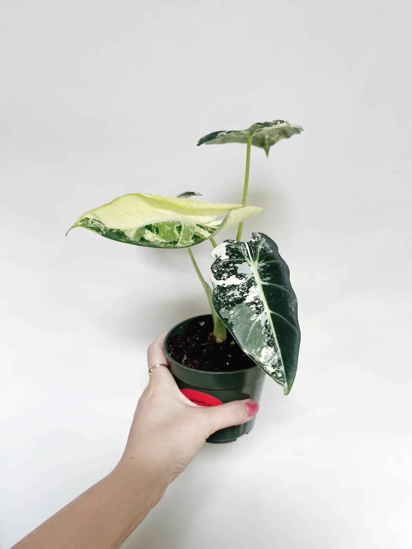 Alocasia Frydek Variegated 4” Pot