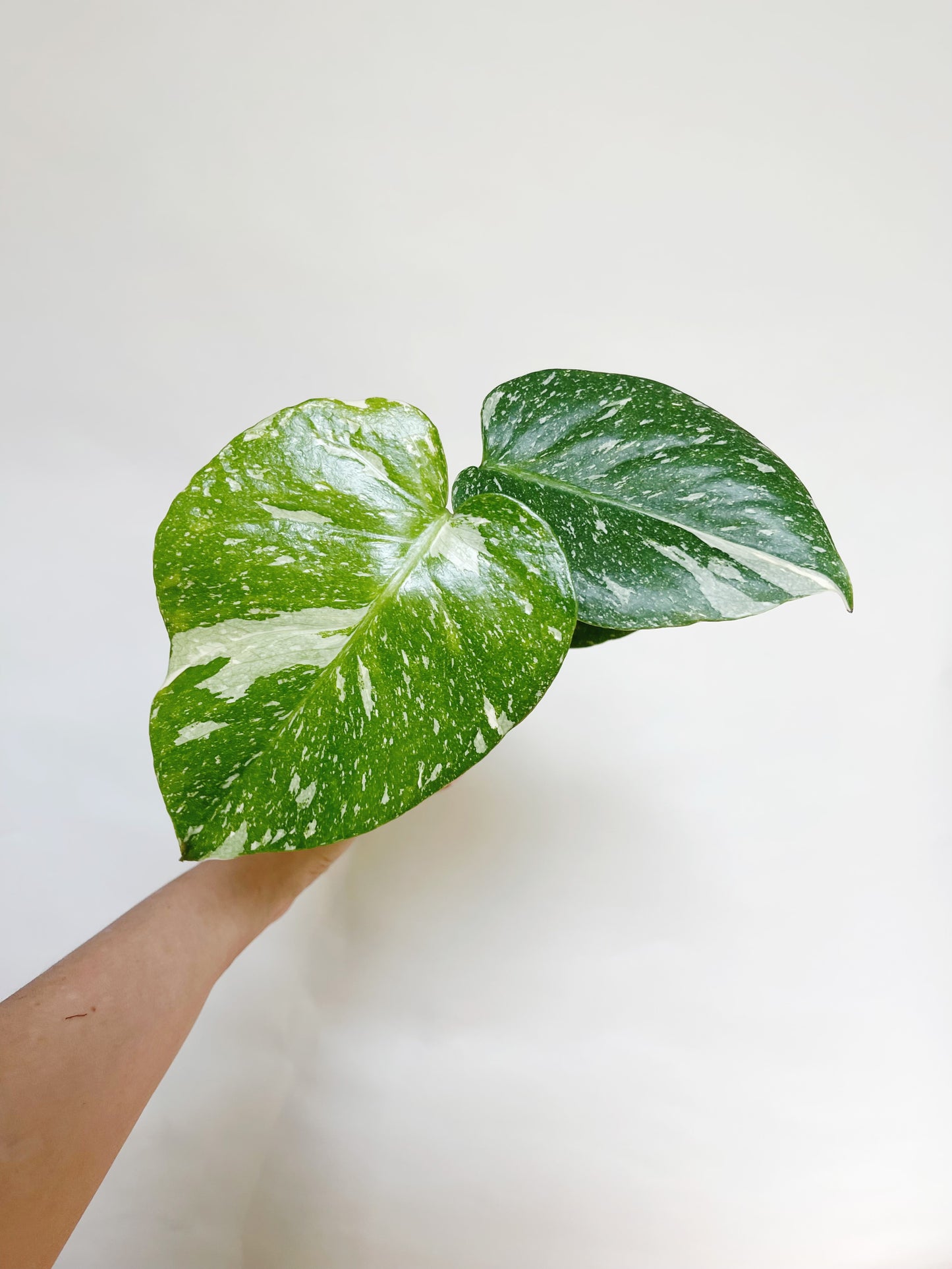Monstera Deliciosa Thai Constellation 4" Pot Live Rare Plant