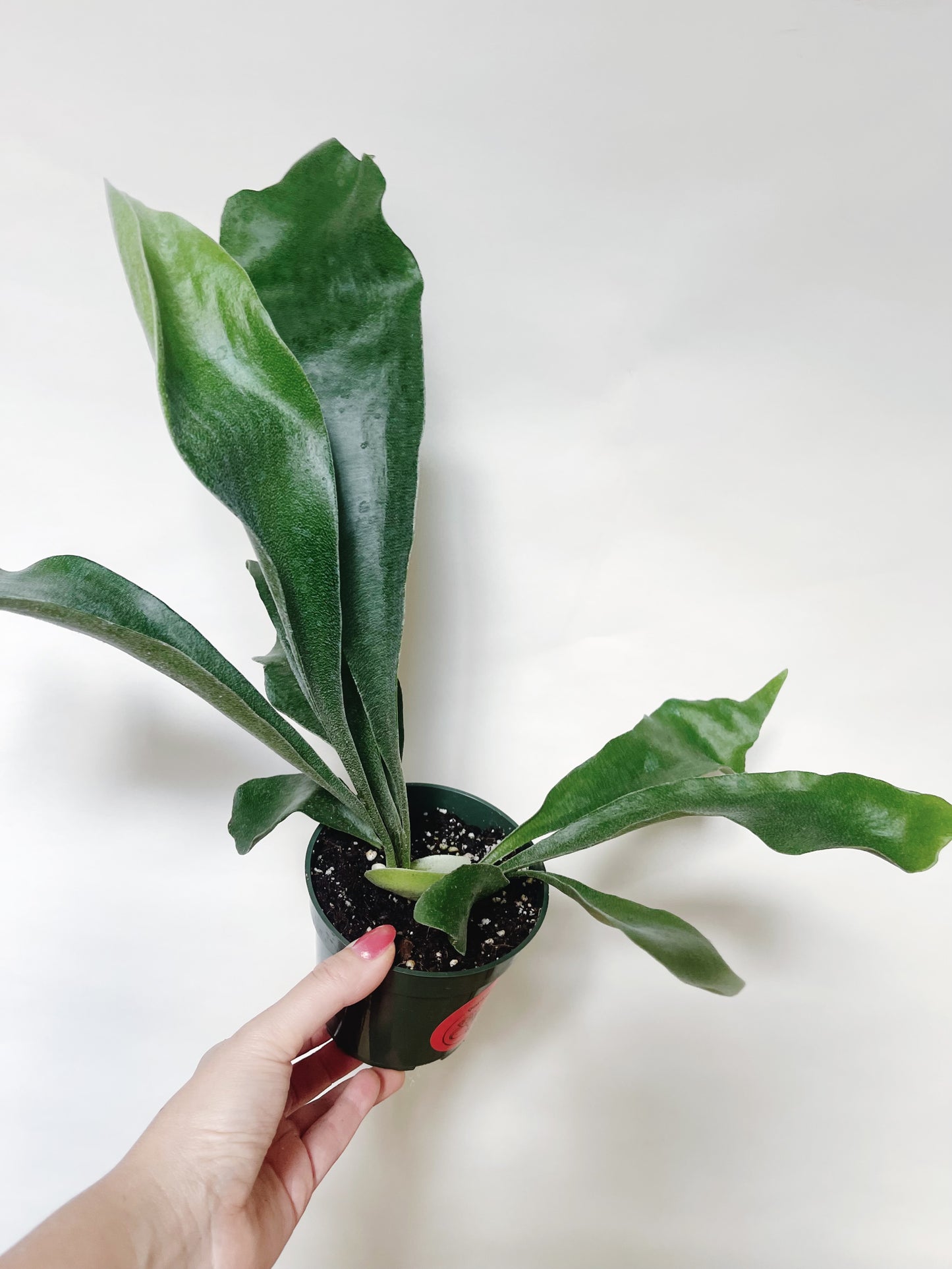 Staghorn Fern Platycerium Bifurcatum 4.5” Pot