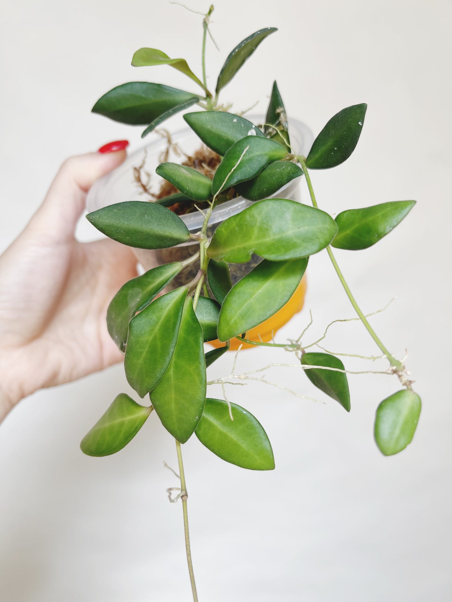 Hoya Burtoniae Live Plant