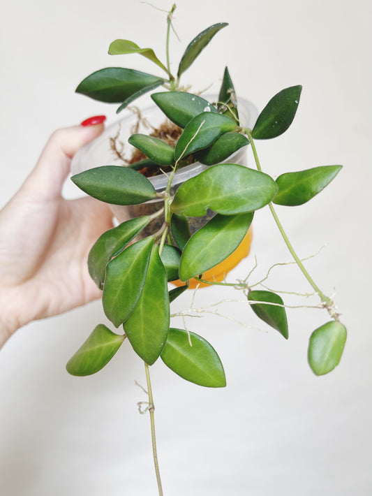 Hoya Burtoniae Live Plant